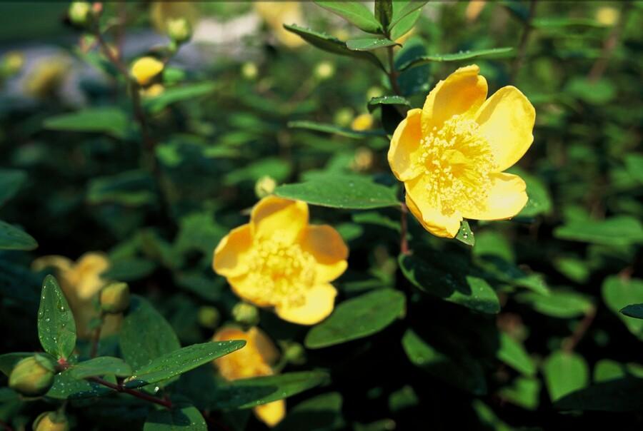 12x Hypericum dummeri ‘Peter Dummer’ Ø9cm | Gelber Bodendecker | Pflanzfix24.de - Pflanzfix24.de