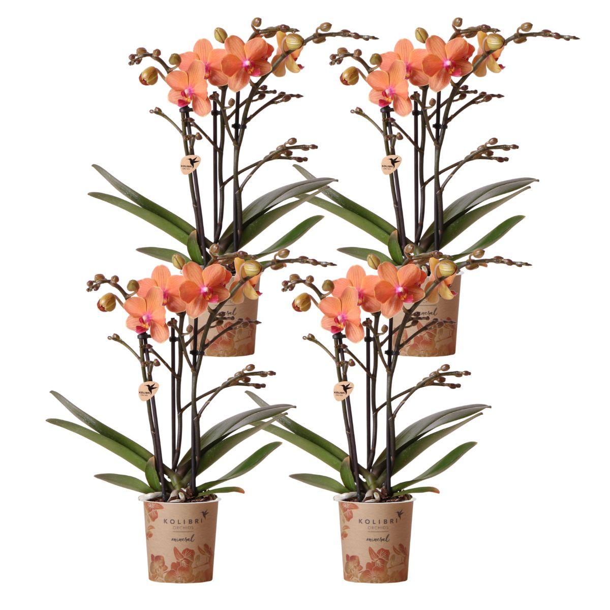 4er Set Phalaenopsis Bozen Orange – Combi Deal Ø9cm | Pflanzfix24.de - Pflanzfix24.de