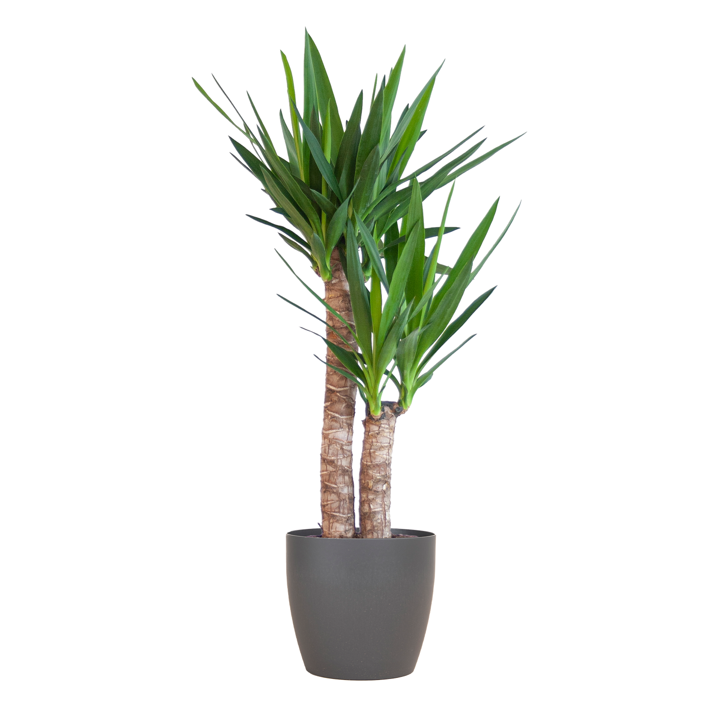 Yucca Elephantipes 90cm mit schwarzem Viber-Topf | Pflanzfix24.de - Pflanzfix24.de
