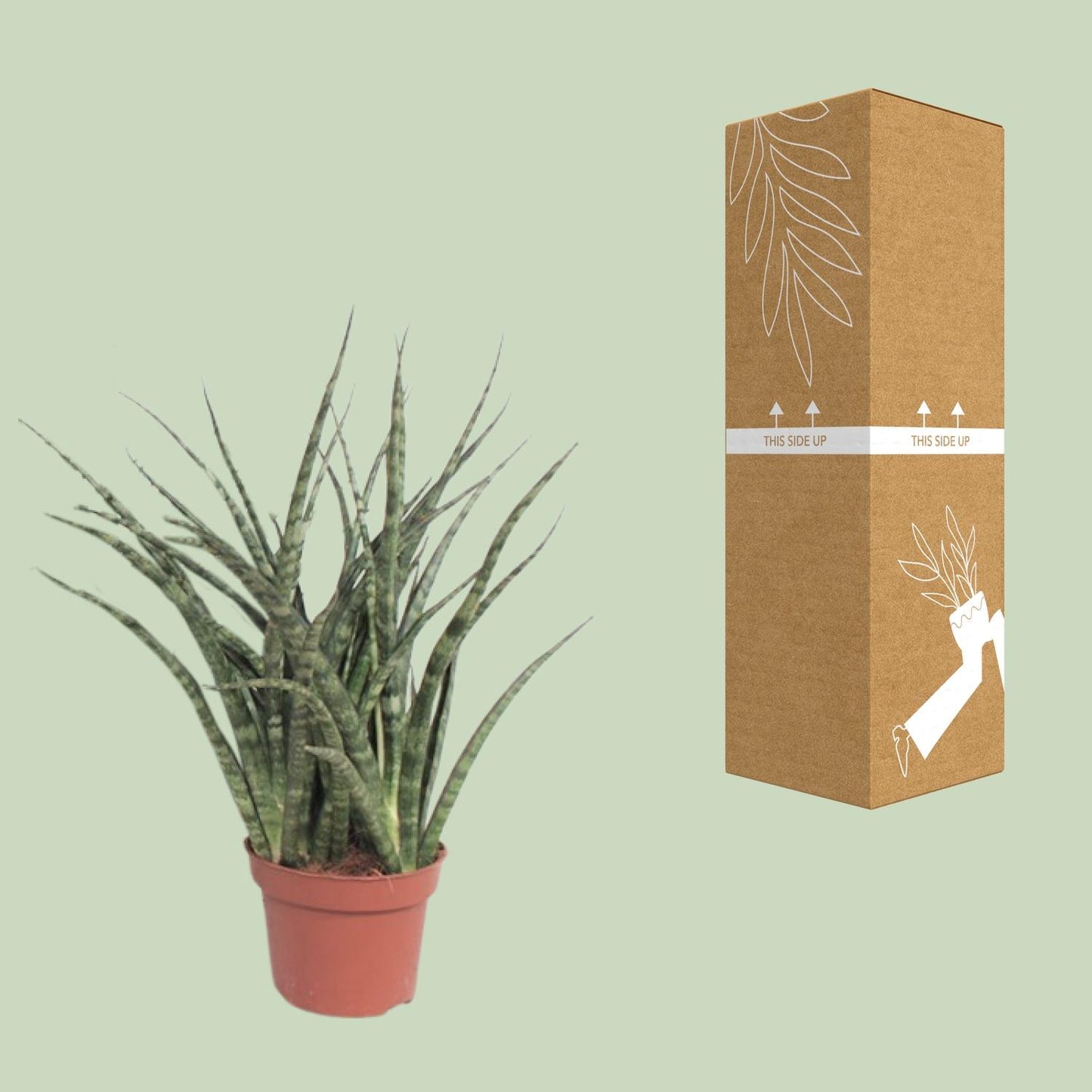 Sansevieria Fernwood Punk Ø12cm – 35cm hoch | Pflanzfix24.de - Pflanzfix24.de