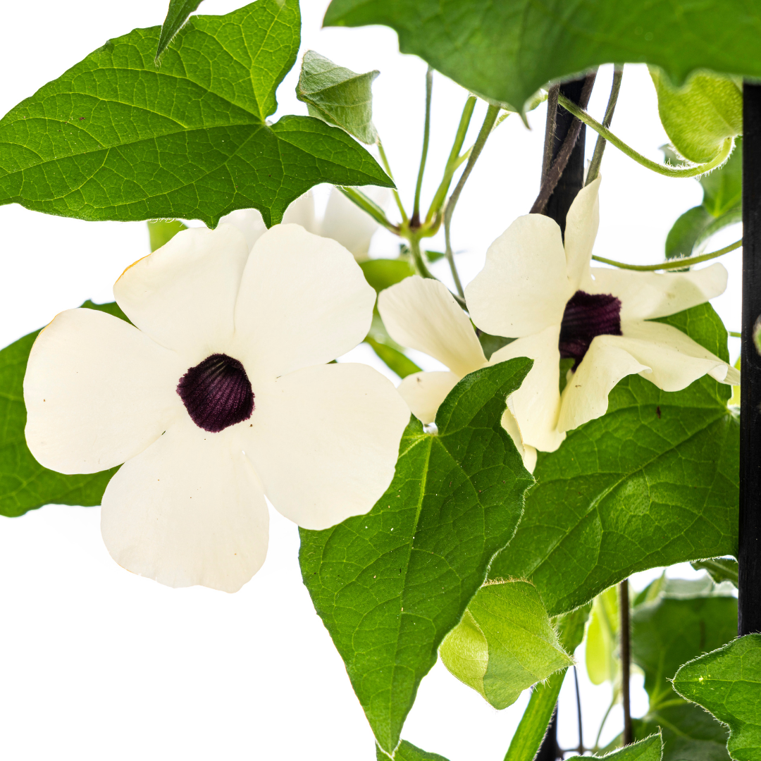 4x Thunbergia alata Sunny Susy White Ø13 cm - ↕60 cm - Pflanzfix24