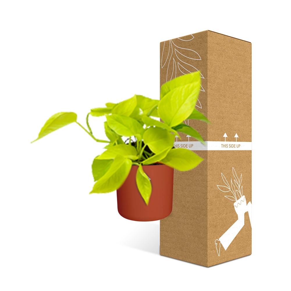 Epipremnum Pinnatum ‘Golden Pothos’ in ELHO b.for soft rond 14cm brique - Pflanzfix24
