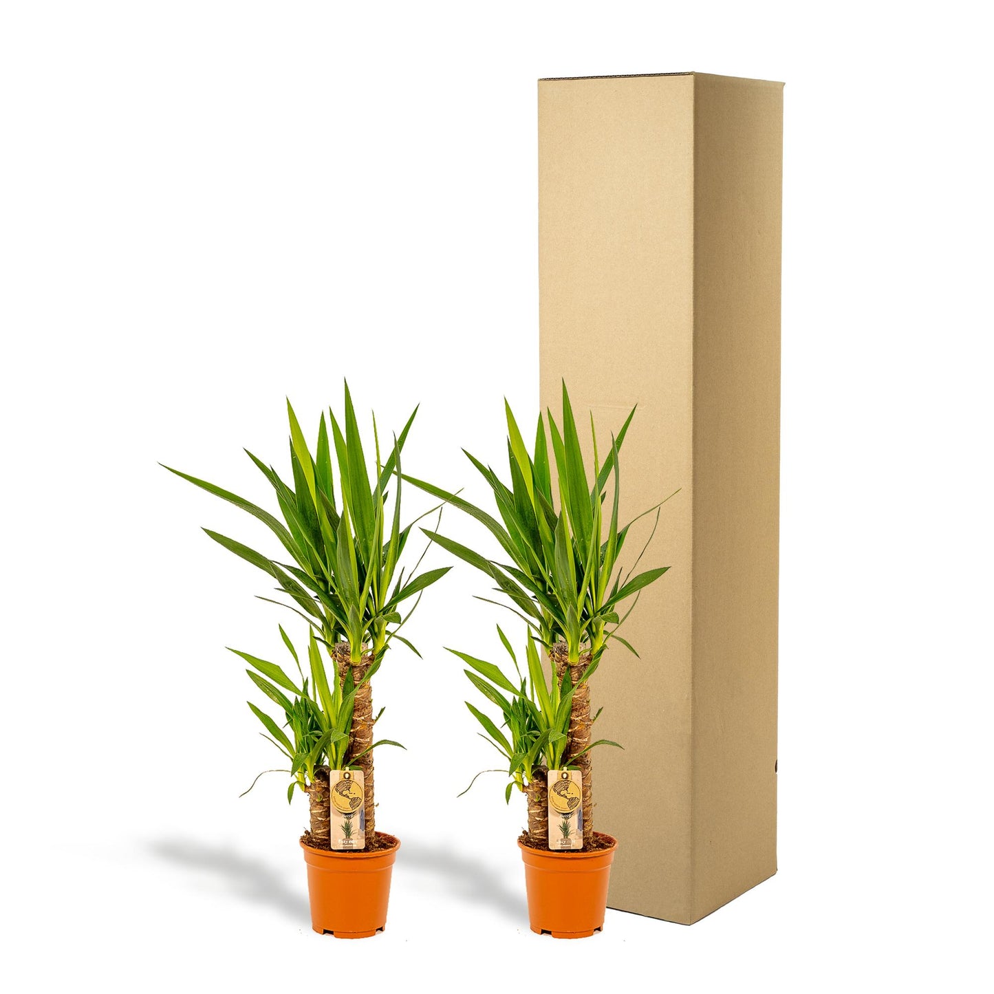 2x Yucca - ↨90cm - Ø17cm - Pflanzfix24.de - Pflanzfix24.de