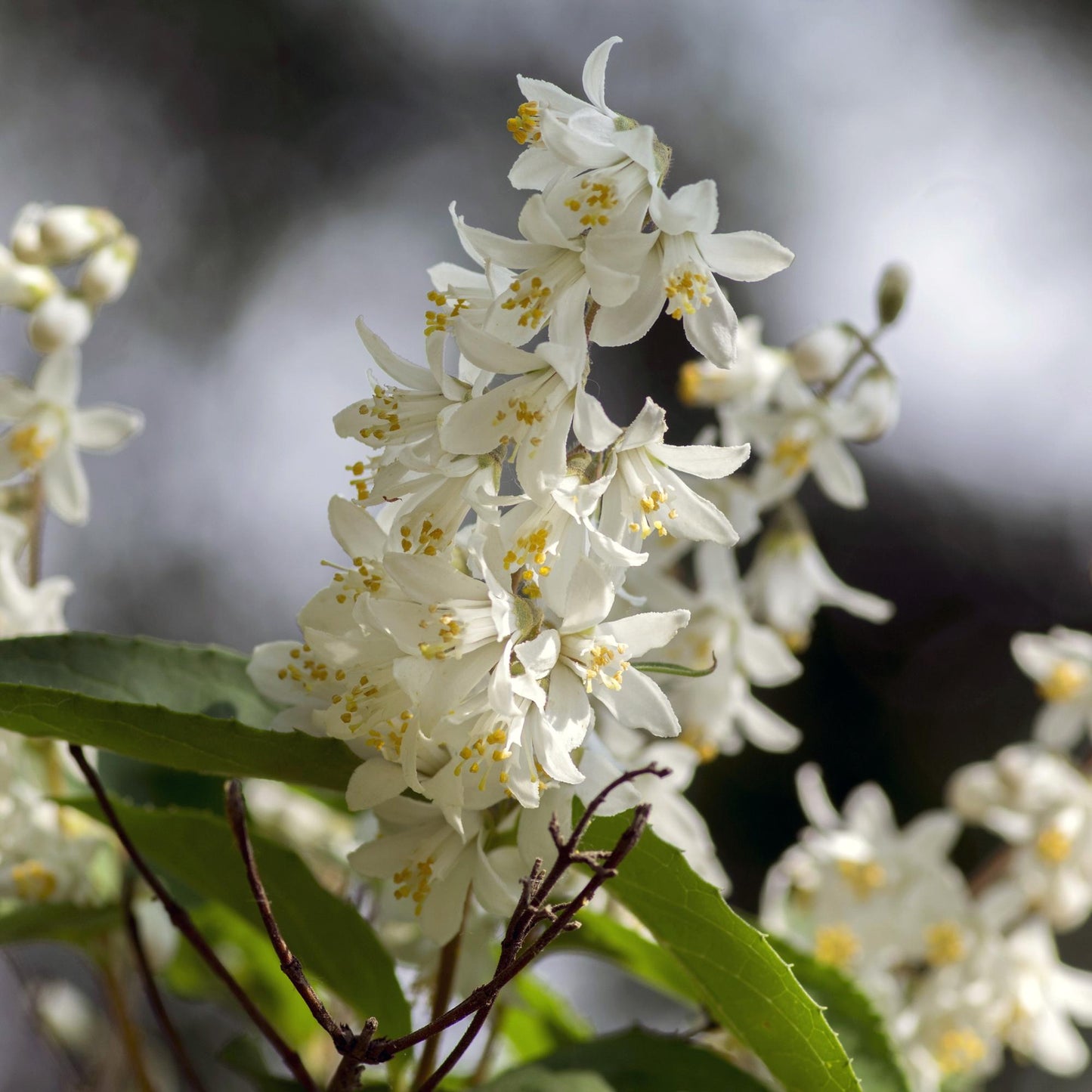 Pflanzfix24.de - Deutzia Gracilis - Blüte Weiß - 1 Pflanze - Topf 17cm - Pflanzfix24.de