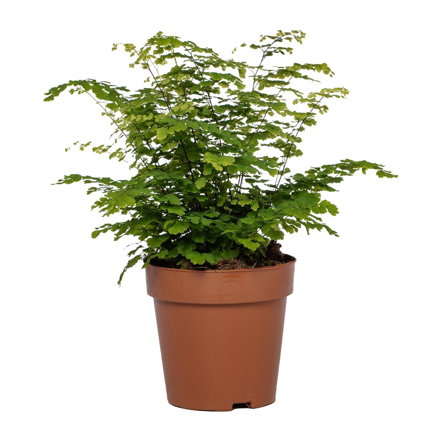 Adiantum Fritz Luthi - Ø12cm - ↕35cm bei Pflanzfix24