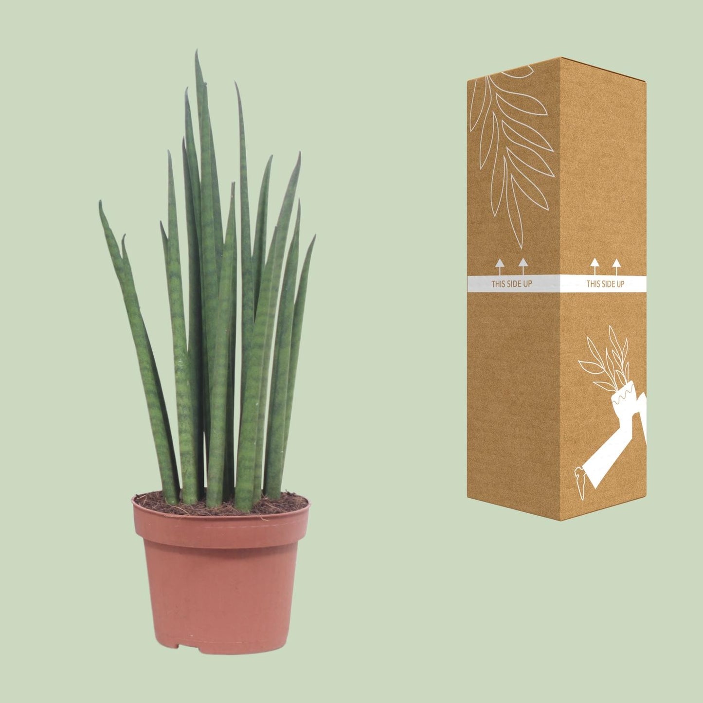 Sansevieria Mikado Ø12cm 40cm | Schwiegermutterzunge - Pflanzfix24.de - Pflanzfix24.de