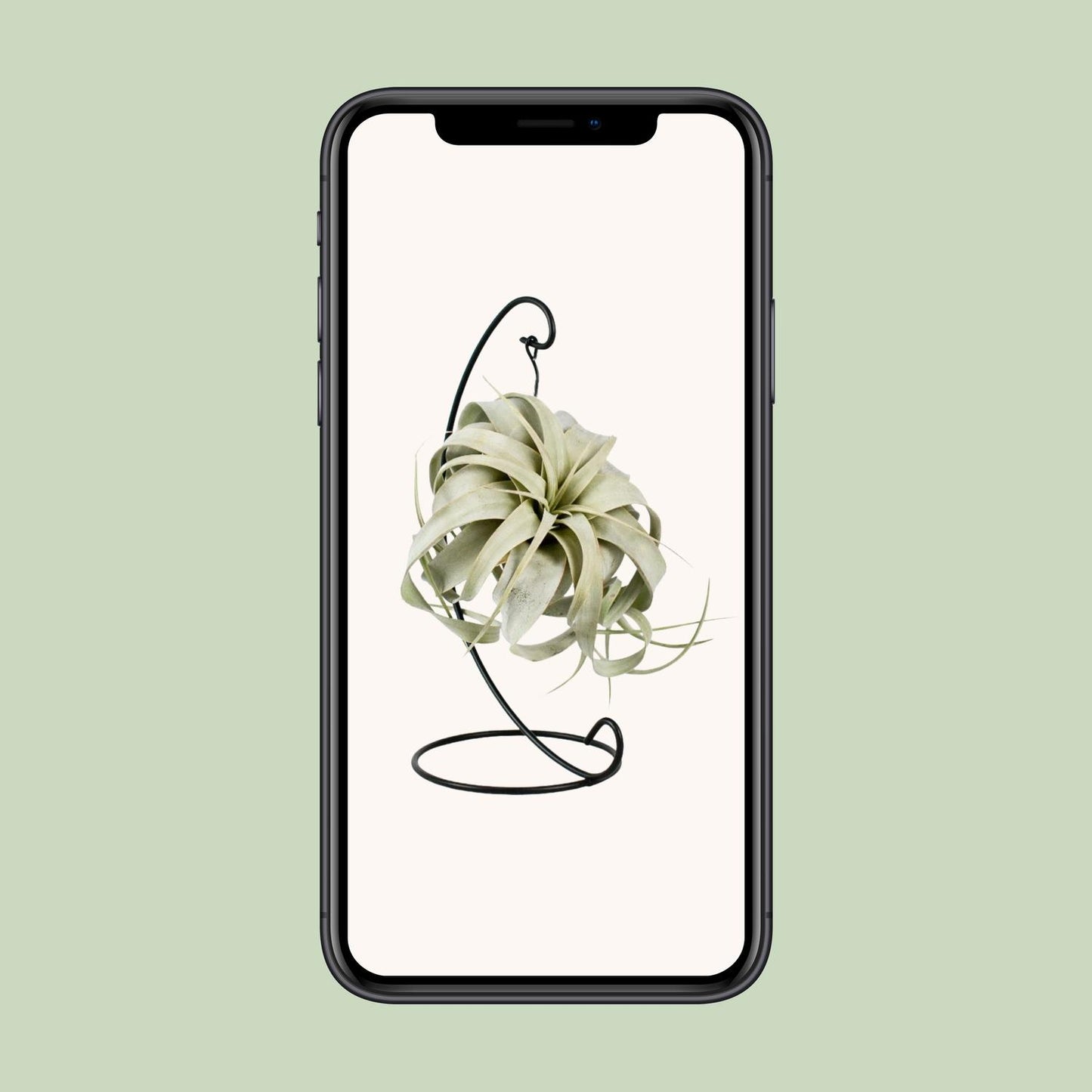 Tillandsia King Xero Ø12cm – Luftpflanze | Pflanzfix24.de - Pflanzfix24.de