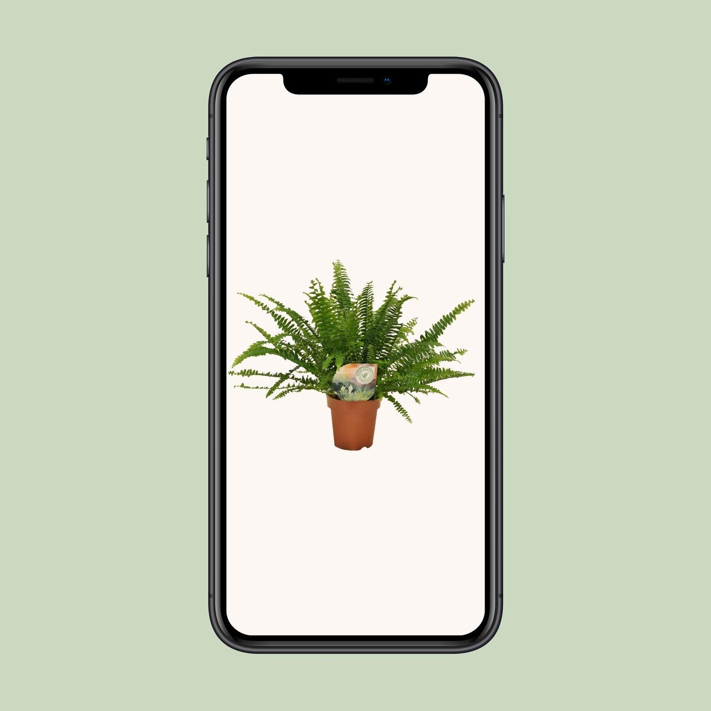 Nephrolepis „Grüne Dame“ Boston-Farn Ø12cm | Pflanzfix24.de - Pflanzfix24.de