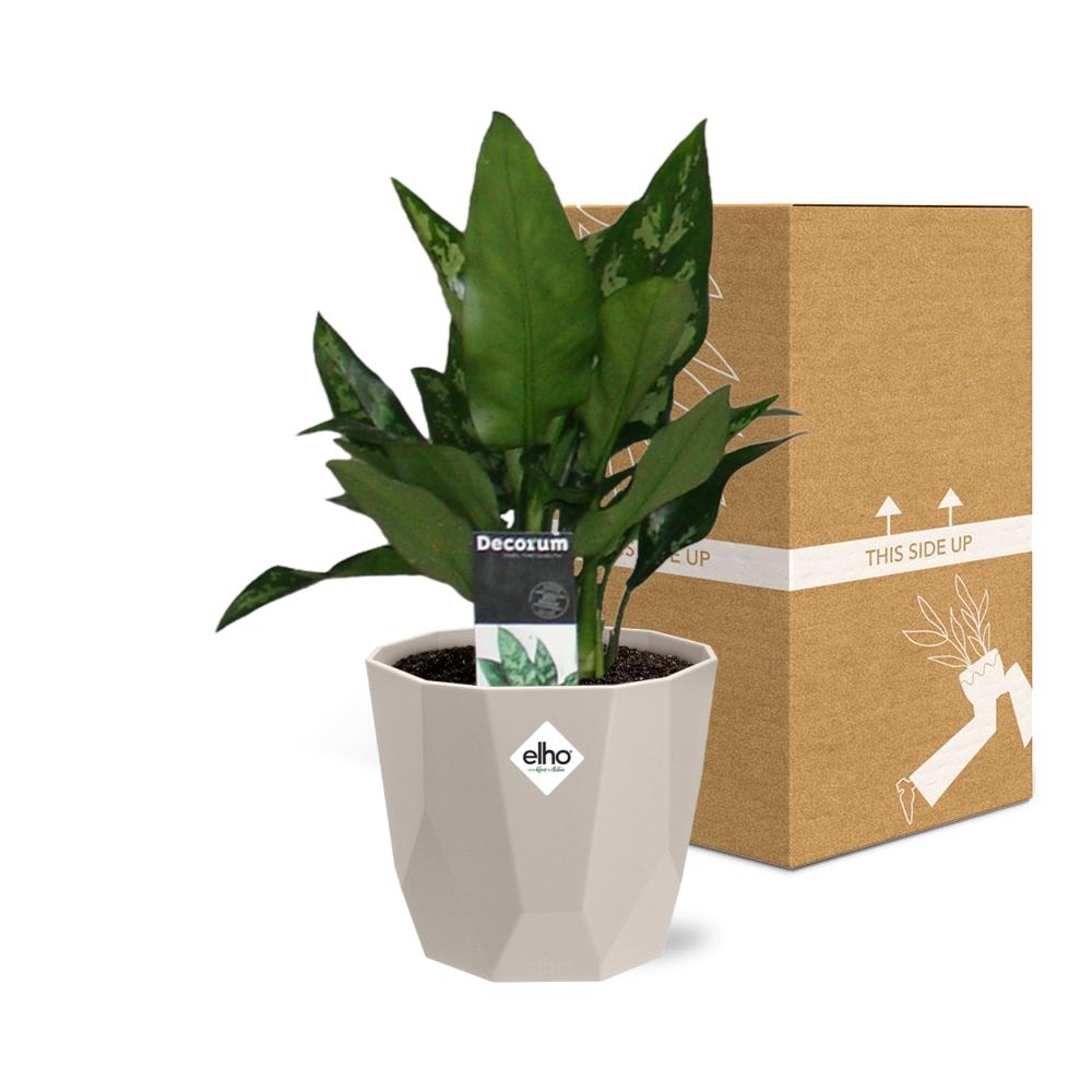 Aglaonema Maria in ELHO b.for rock 14 cm warm grey - Pflanzfix24