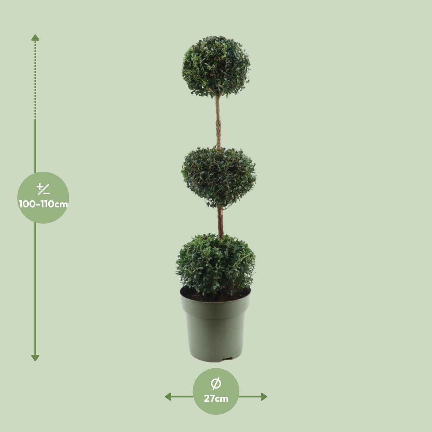Buxus Semp. Trio-Ball - Ø27cm - ↕110cm - Pflanzfix24