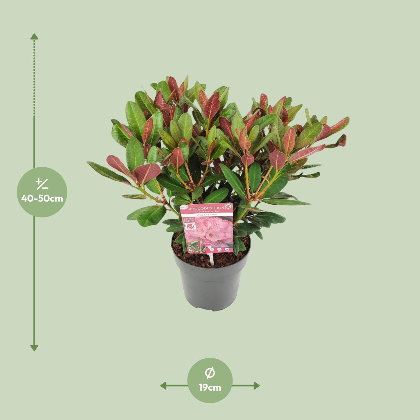 Rhododendron 'Wine & Roses' - Ø19 ↕45 von Pflanzfix24