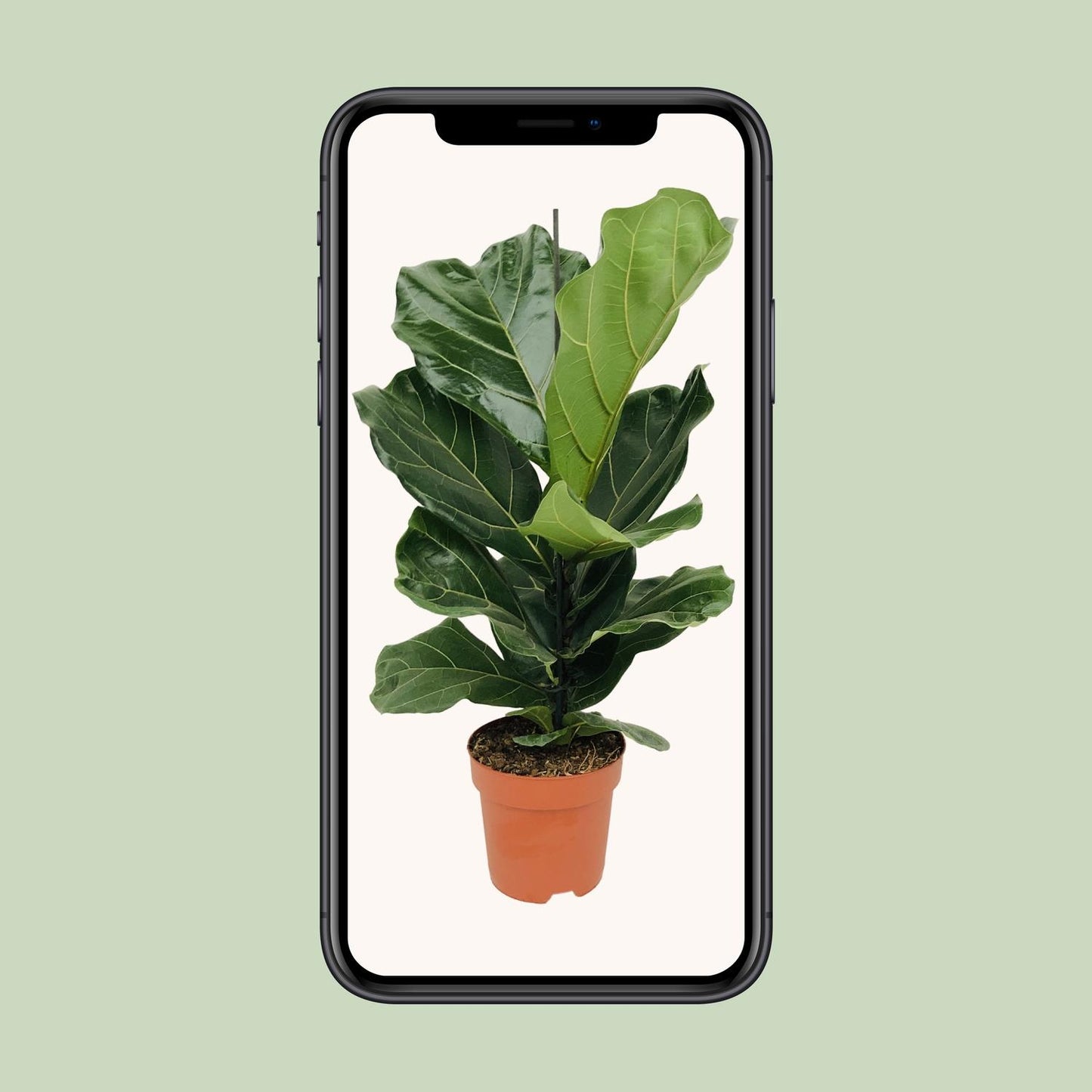 Ficus Lyrata - Ø17cm - ↕75cm - Pflanzfix24.de - Pflanzfix24.de