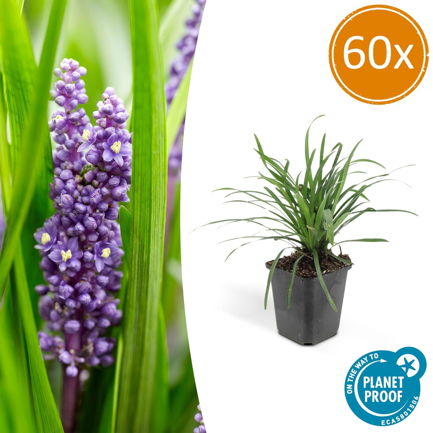 60x Liriope muscari 'Big Blue' - ↕10-25cm - Ø9cm - Pflanzfix24.de - Pflanzfix24.de