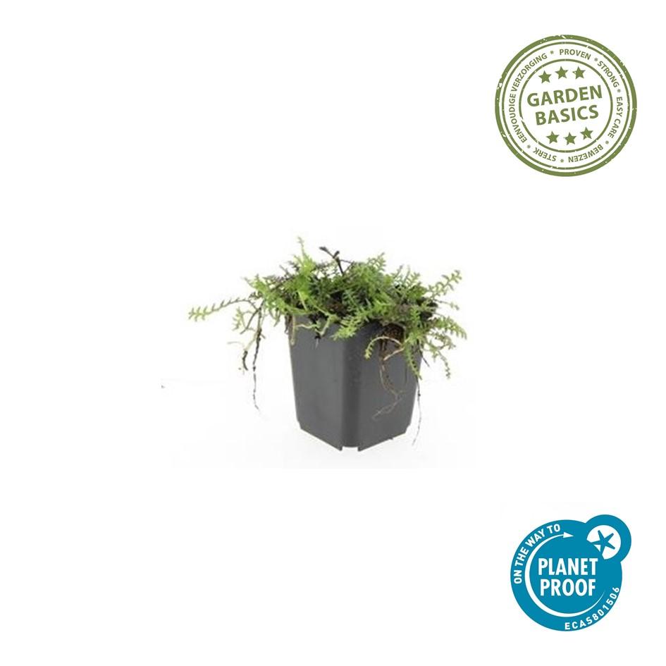 60x Leptinella squalida Bodendecker 9 cm Topf – Pflanzfix24