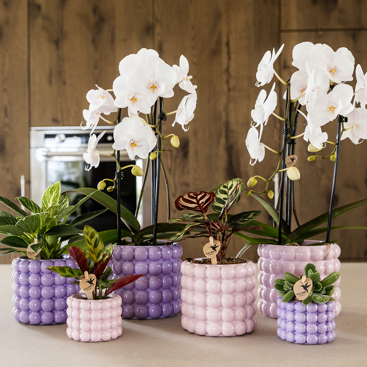 pflanzfix24 | Kolibri Home | Poppy Ziertopf - Purple - Ø6cm