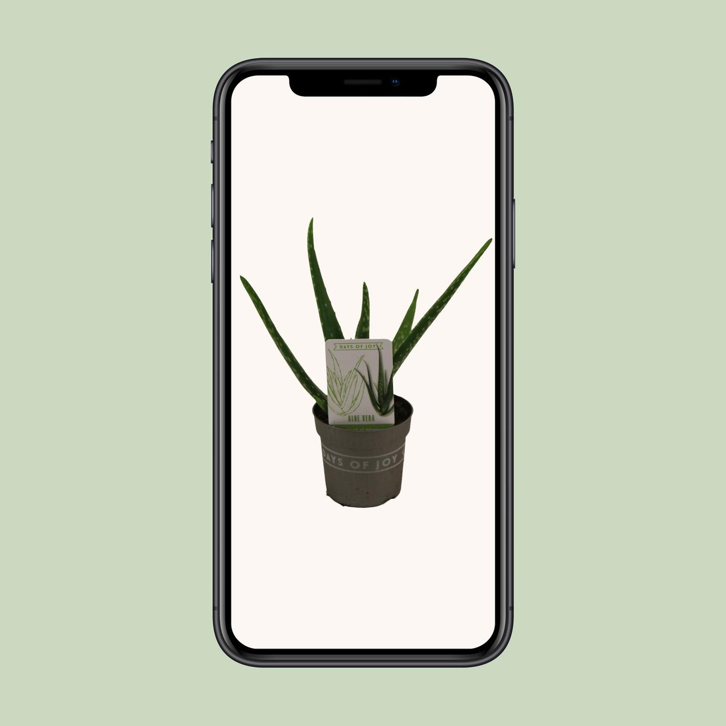 Aloe Vera - Ø10,5cm - ↕30cm - Pflanzfix24