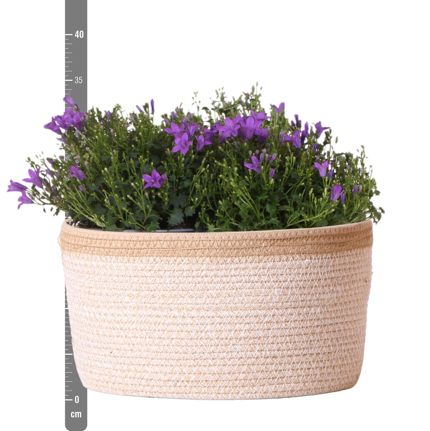 Campanula Addenda Ambella Intense purple - Baumwollschale mit Campanula - 3 Stück - Pflanzfix24.de - Pflanzfix24.de