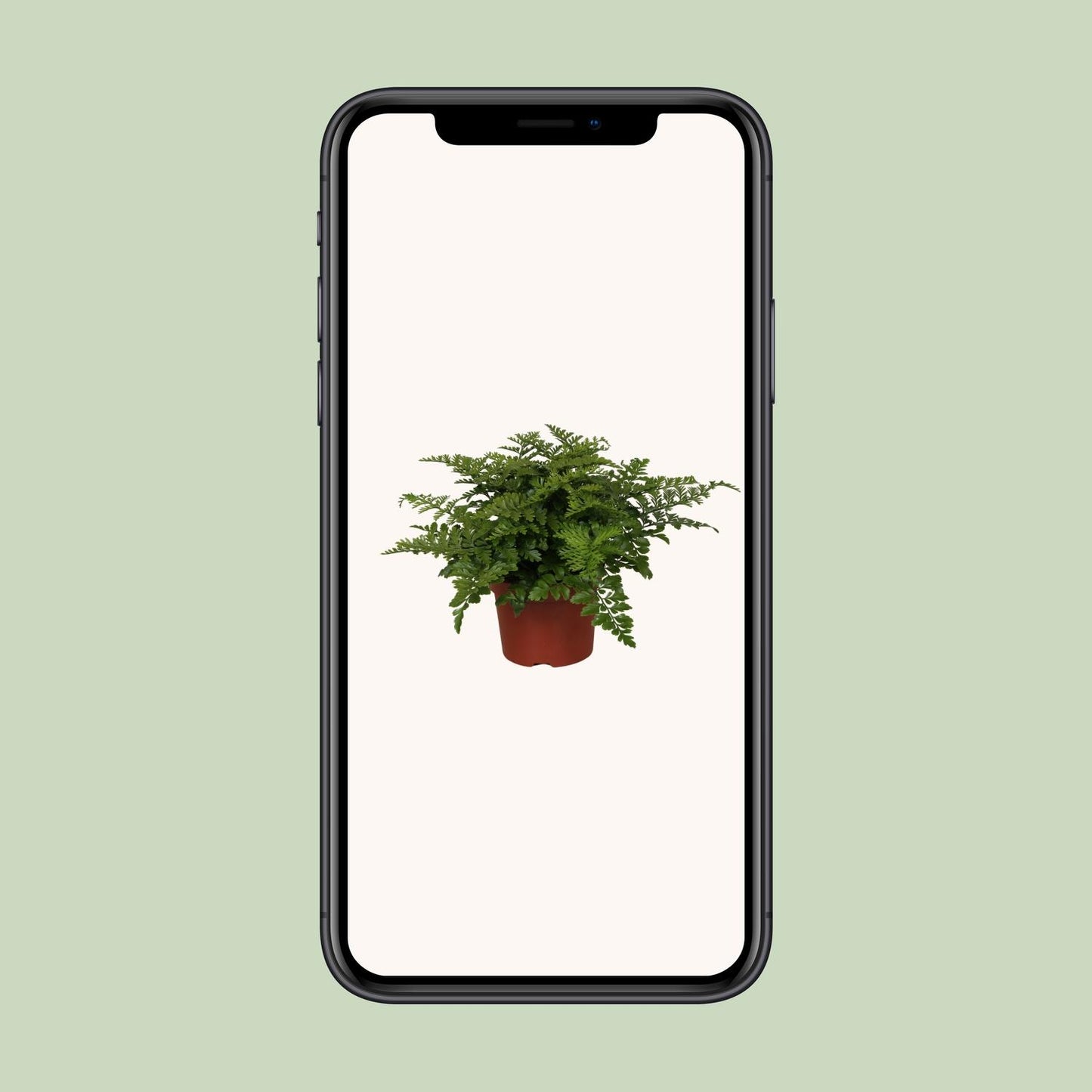 Asplenium Parvati - Ø12cm - ↕25cm - Pflanzfix24.de - Pflanzfix24.de