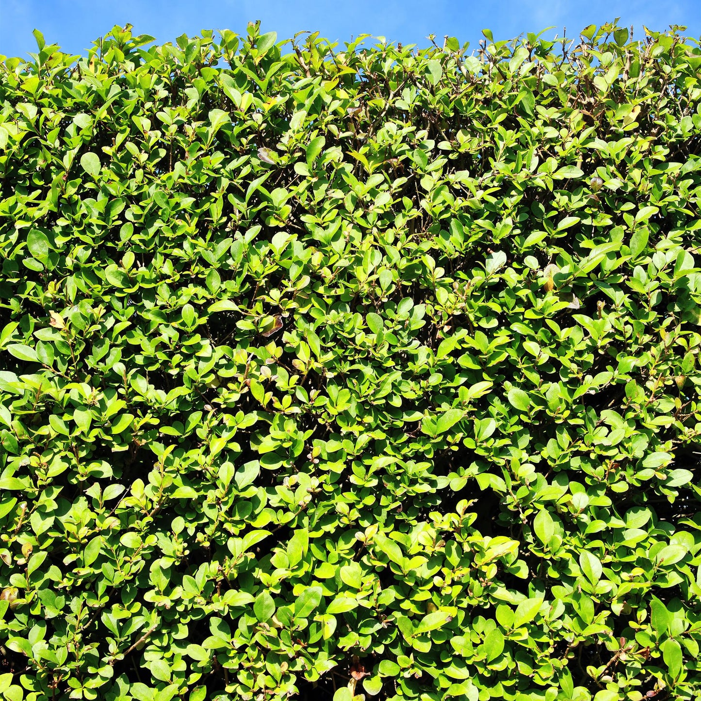 GreenboutiQ - Ligustrum ovalifolium Heckenpflanzen - 6 Pflanzen - Pflanzfix24.de - Pflanzfix24.de