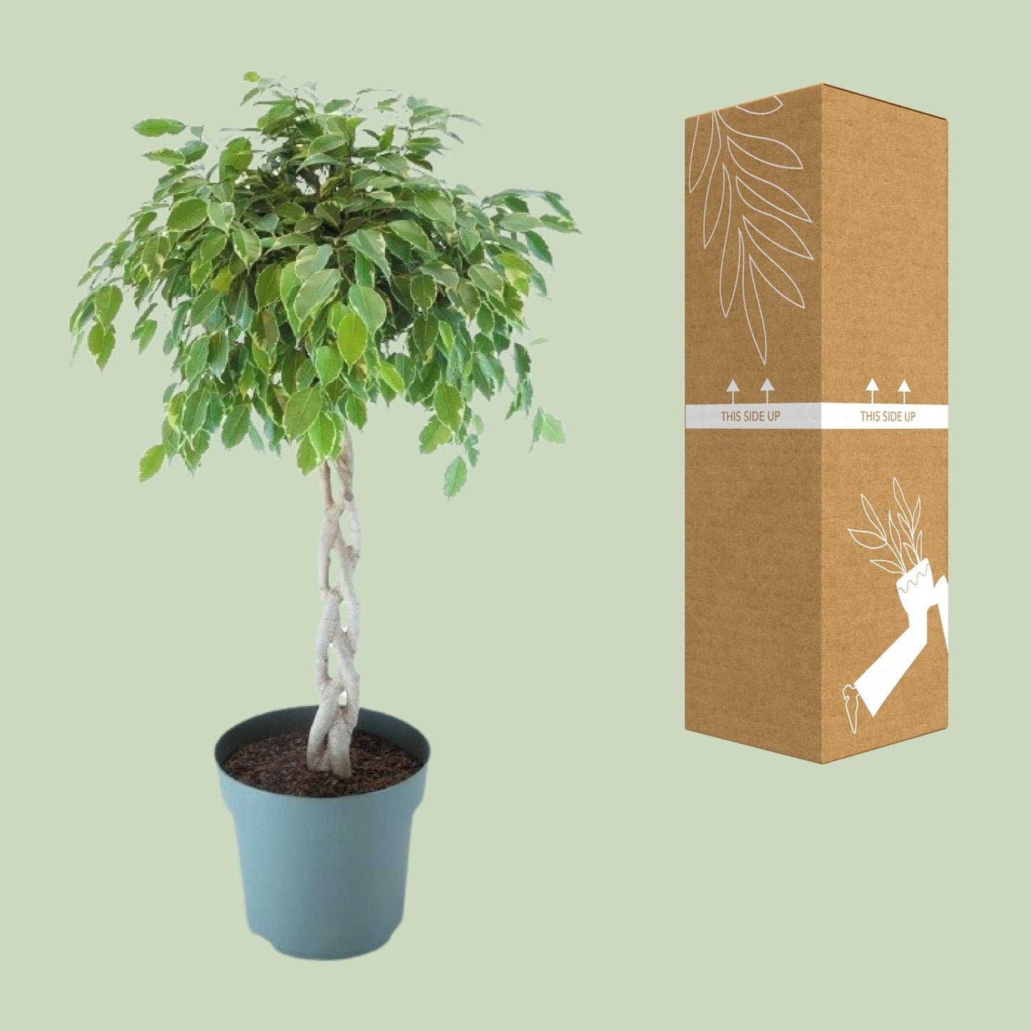 Ficus Safrana / Golden King Gevlochten - Ø27cm - ↕110cm bei Pflanzfix24