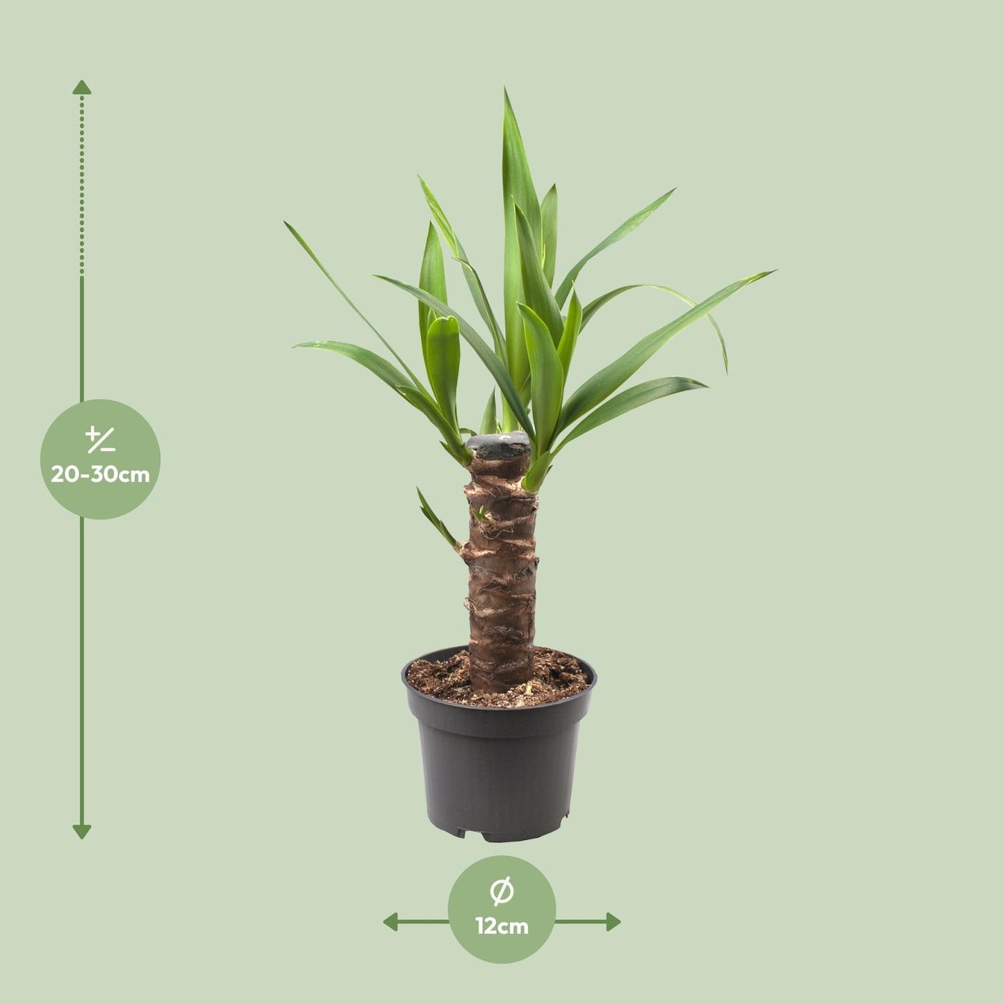 Yucca Elephantipes - Ø12cm - ↕30cm - Pflanzfix24