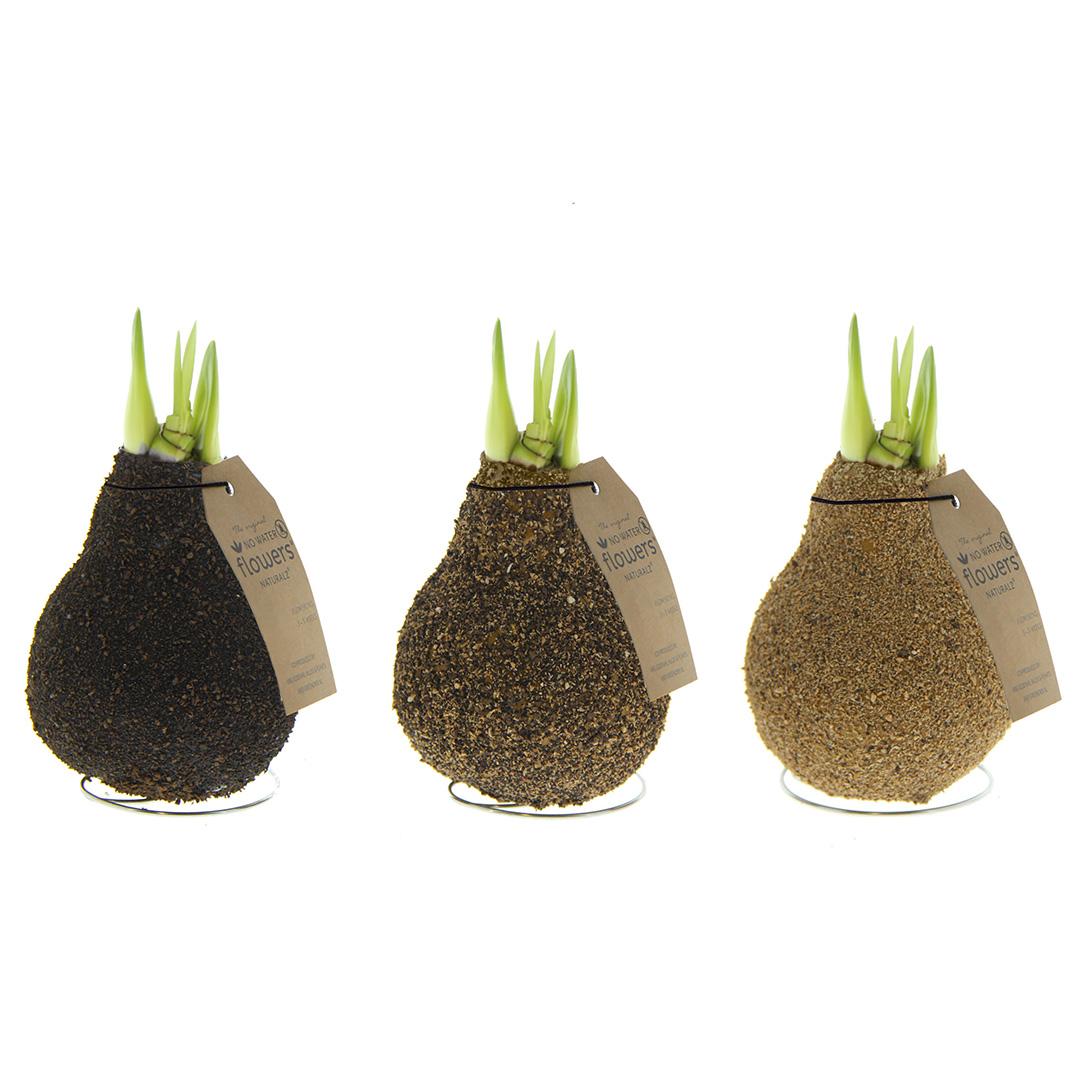 No Water Flowers® (wax amaryllis) | Naturalz Corkz Mix (3 pack) + Red flower - Pflanzfix24