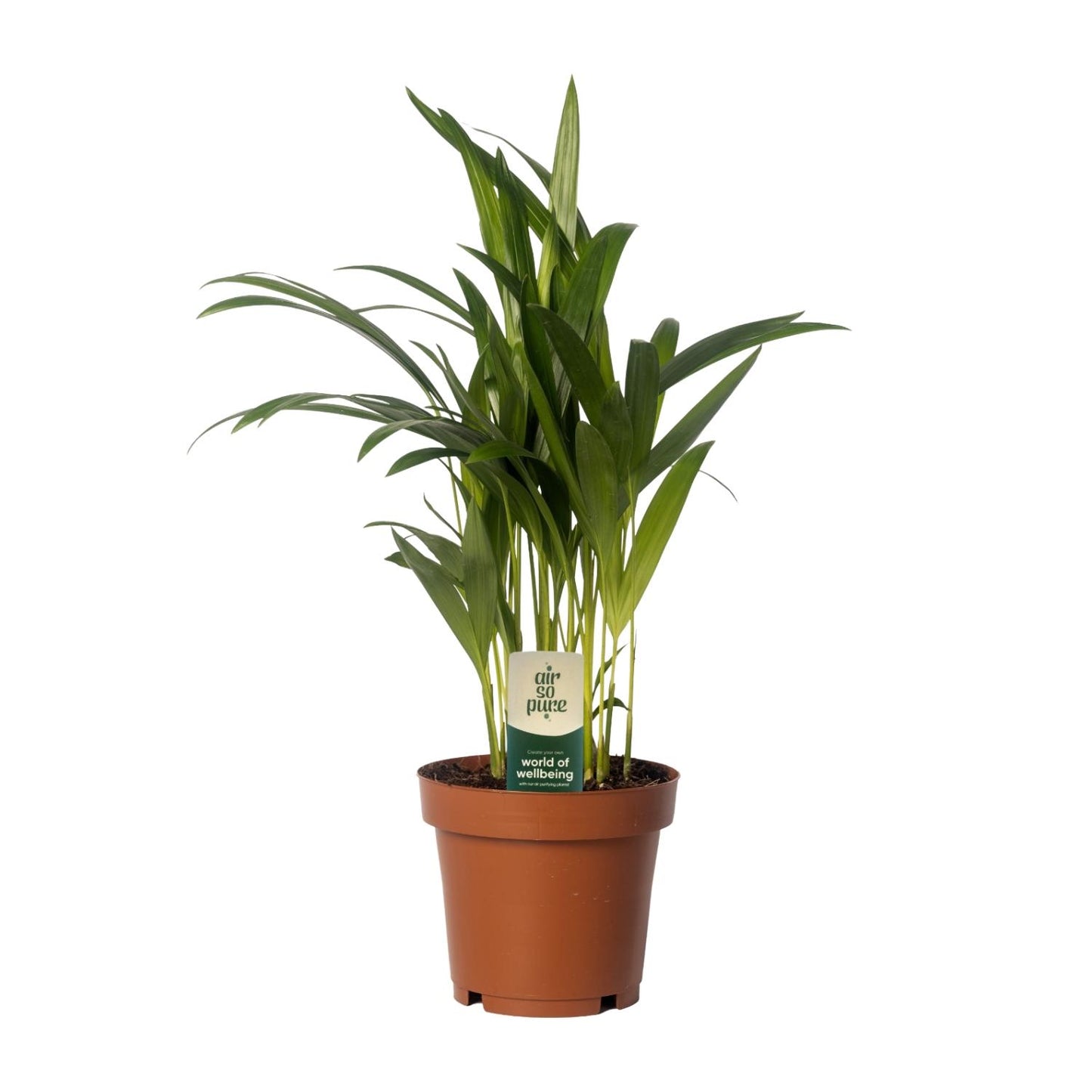 Dypsis Lutescens - Areca - Ø12cm - ↕40cm - Pflanzfix24