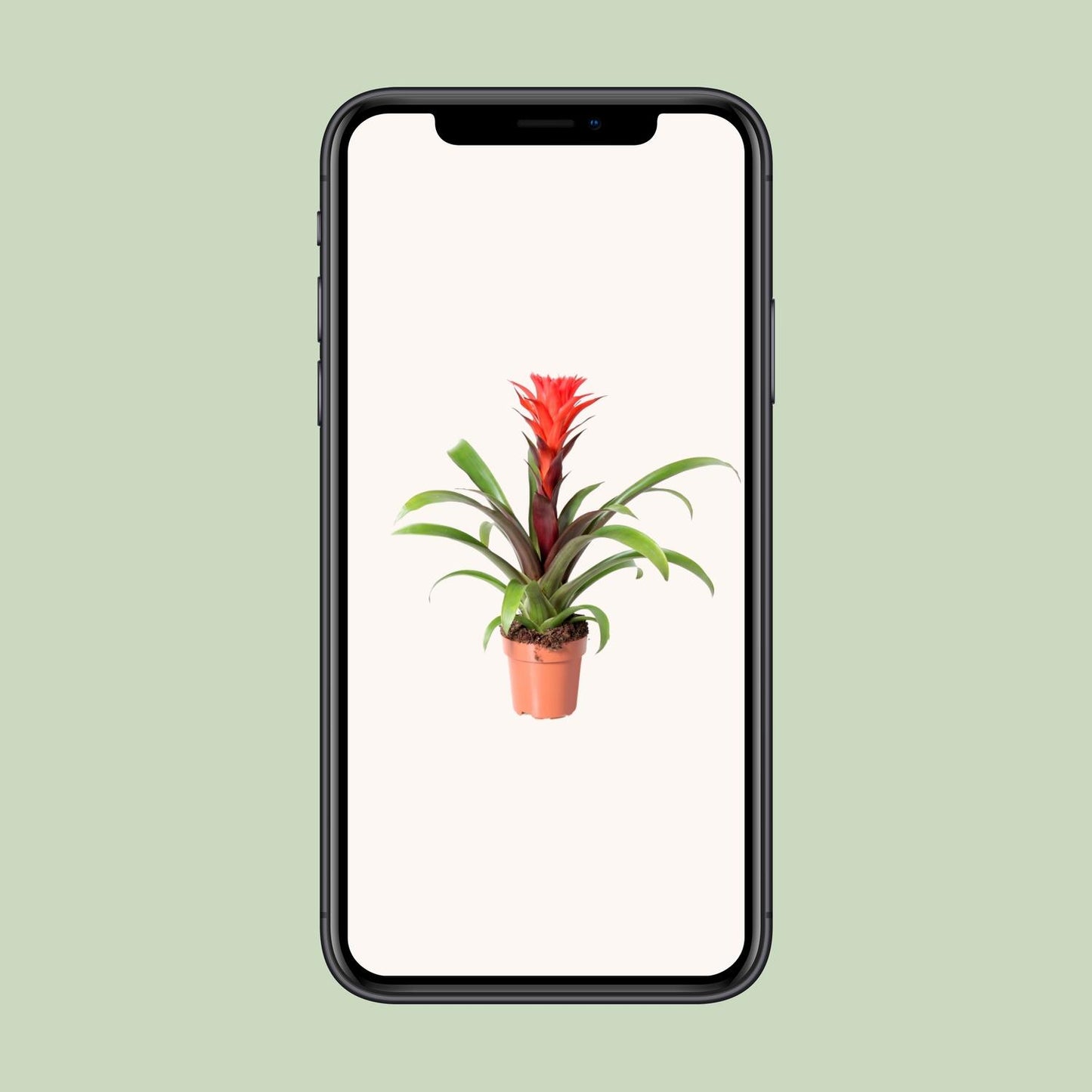 Guzmania Rockyflower Hope - Ø12cm - ↕43cm - Pflanzfix24