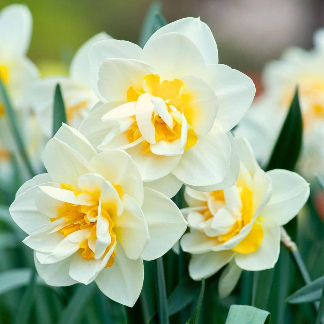 Flowerbulbs Amsterdam - Jacques Darlings - 25 Blumenzwiebeln - Größe 12+ - Pflanzfix24