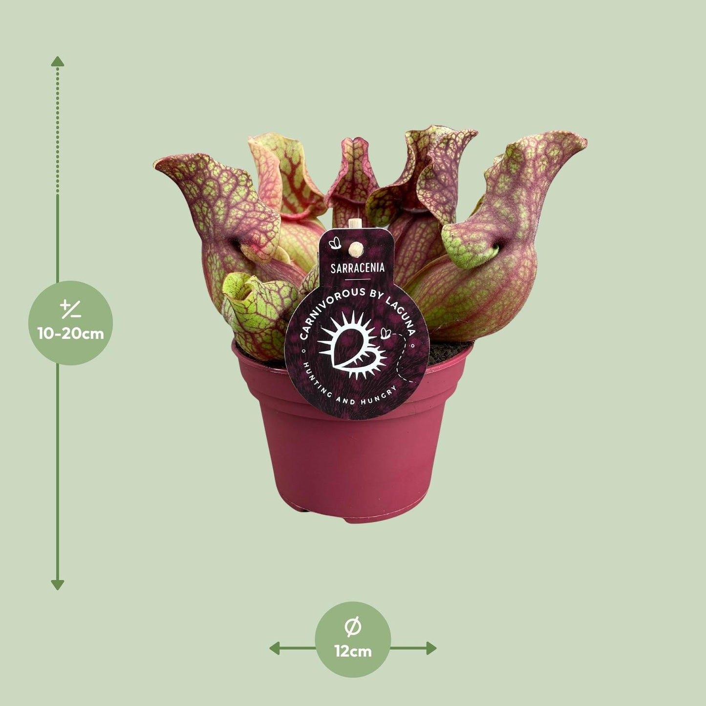Sarracenia Venosa 12cm – Karnivore Pflanze | Pflanzfix24.de - Pflanzfix24.de