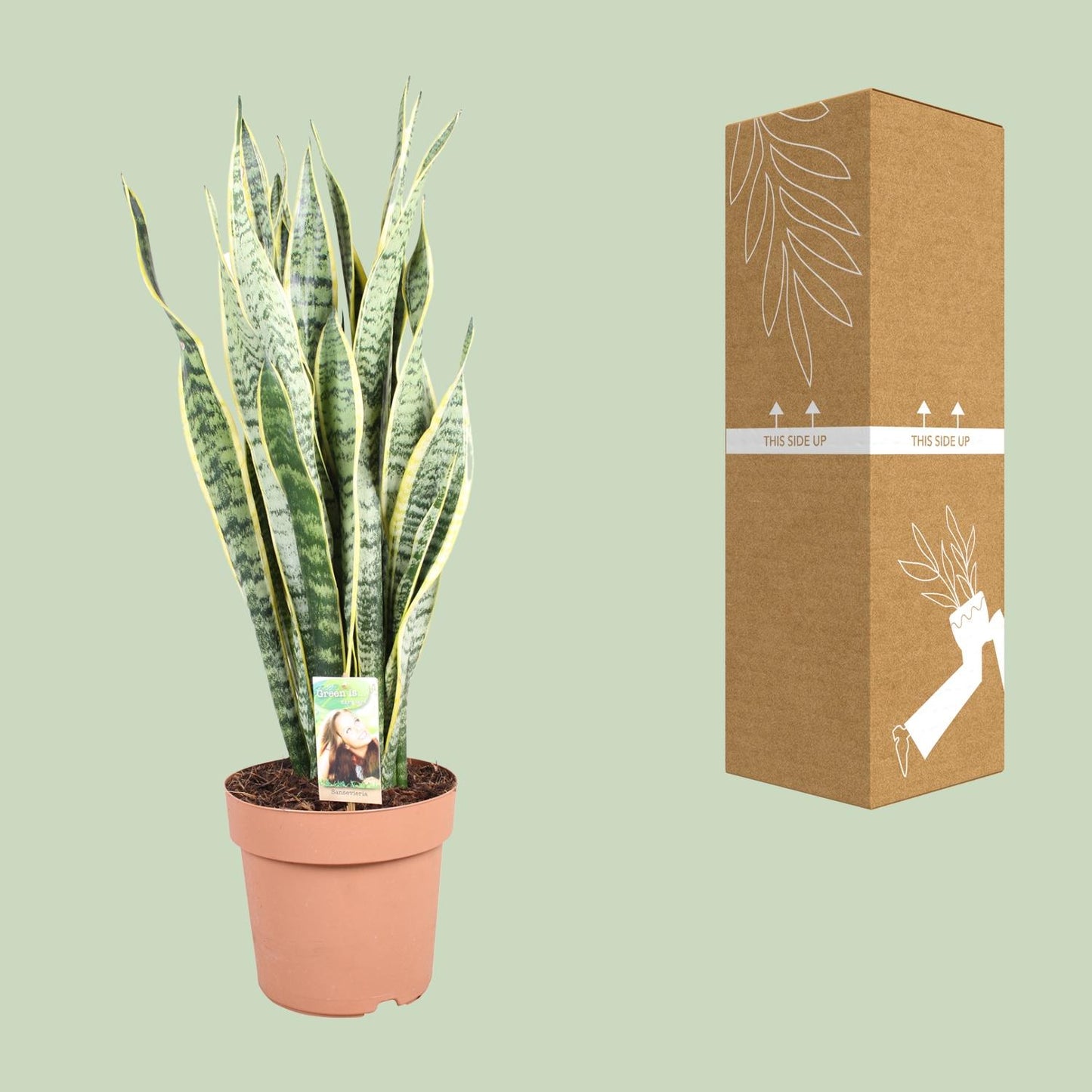 Sansevieria Trifasciata Laurentii - Ø24cm - ↕90cm - Pflanzfix24