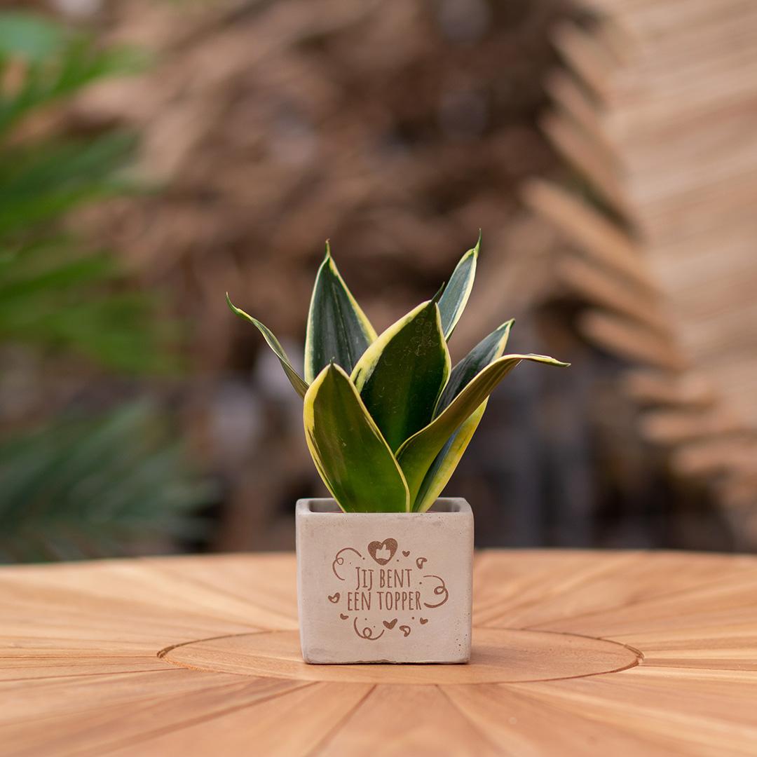 Congreet plantpots + Sansevieria | Jij bent een topper - Pflanzfix24.de - Pflanzfix24.de