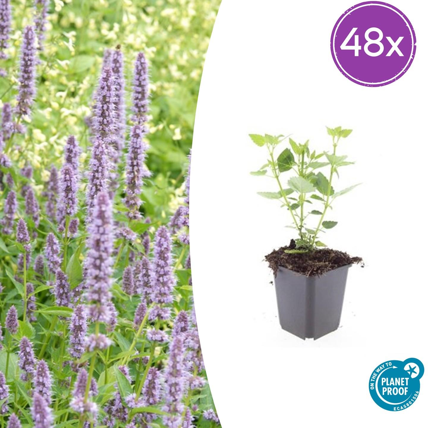 48x Agastache 'Blue Fortune' - Pflanzfix24