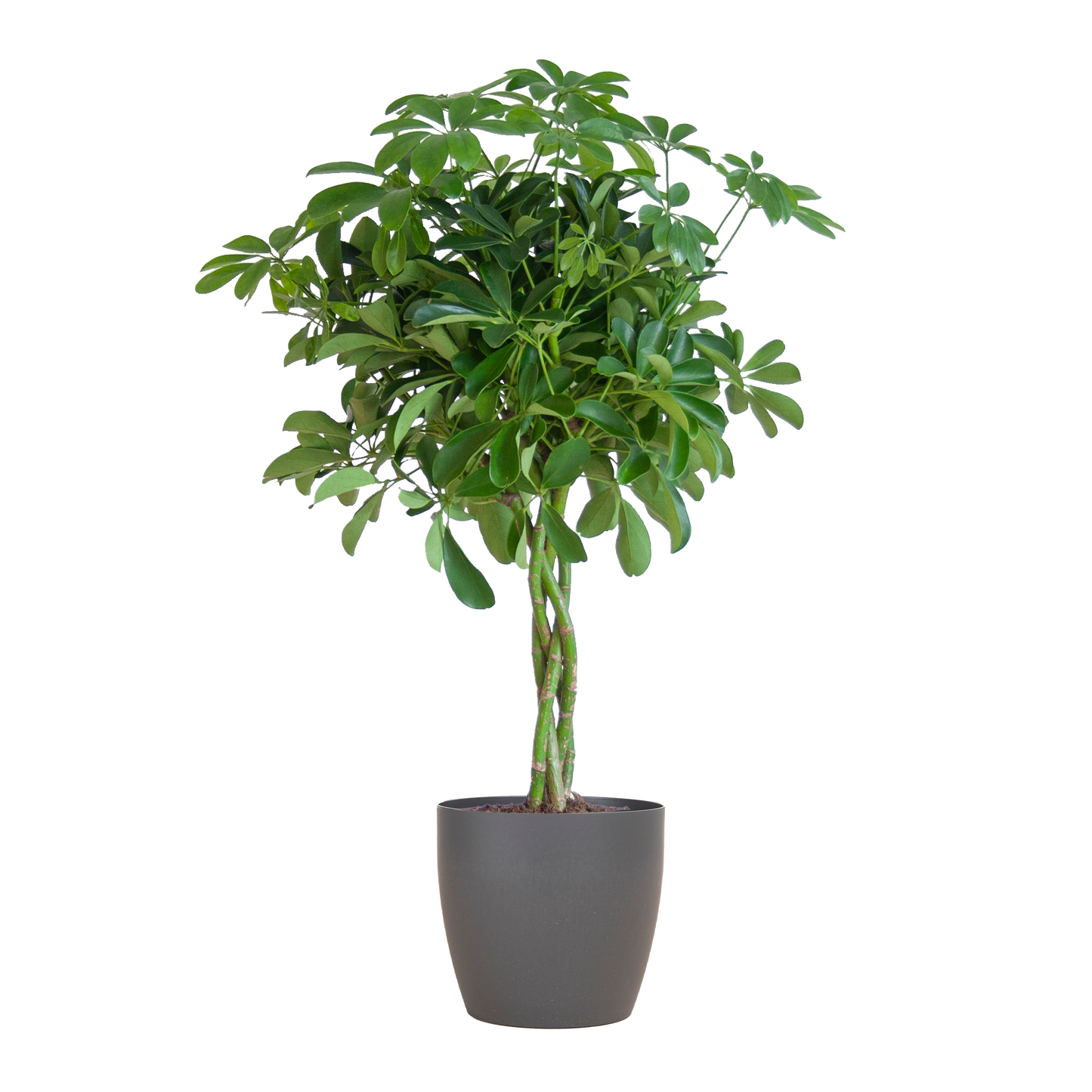 Schefflera Nora 70 cm mit Viber-Topf Grau – Pflanzfix24.de - Pflanzfix24.de