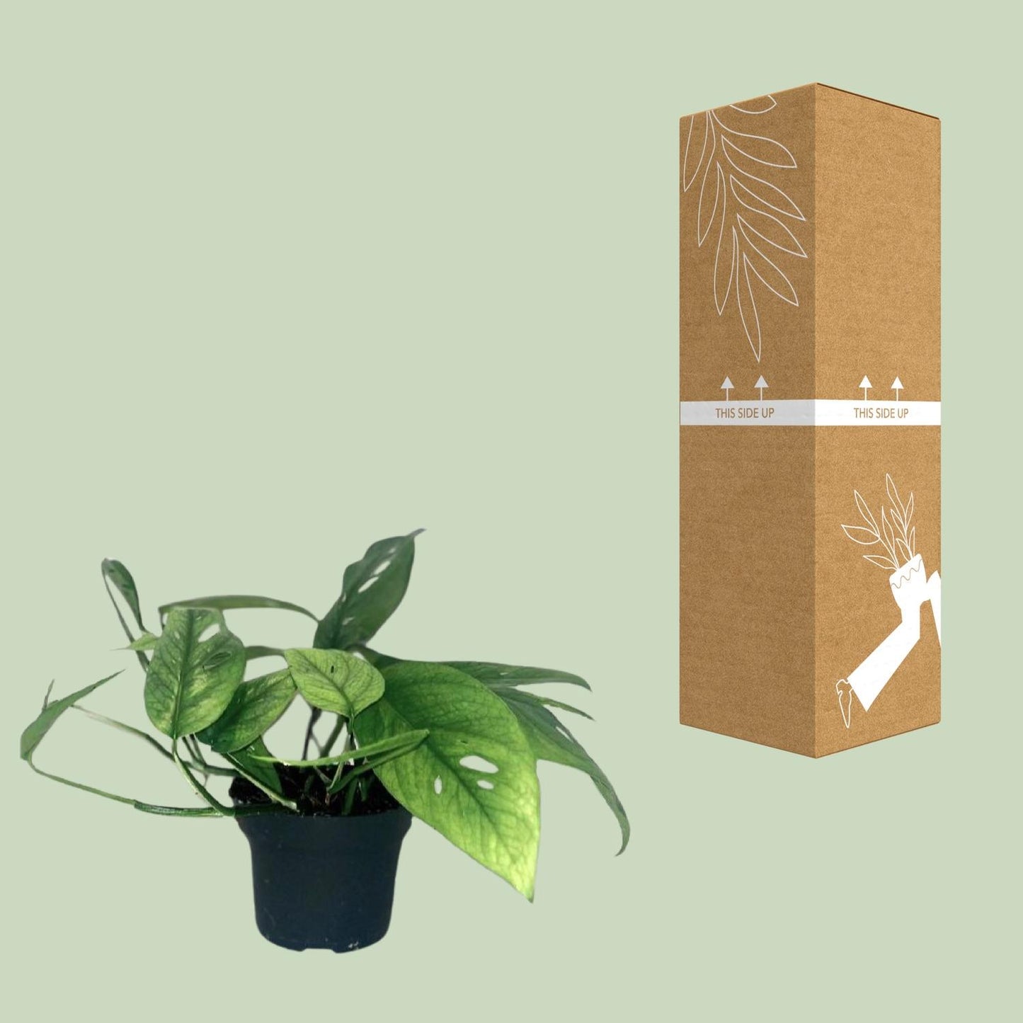 Epipremnum Cebu Blue - Ø12cm - Pflanzfix24.de - Pflanzfix24.de