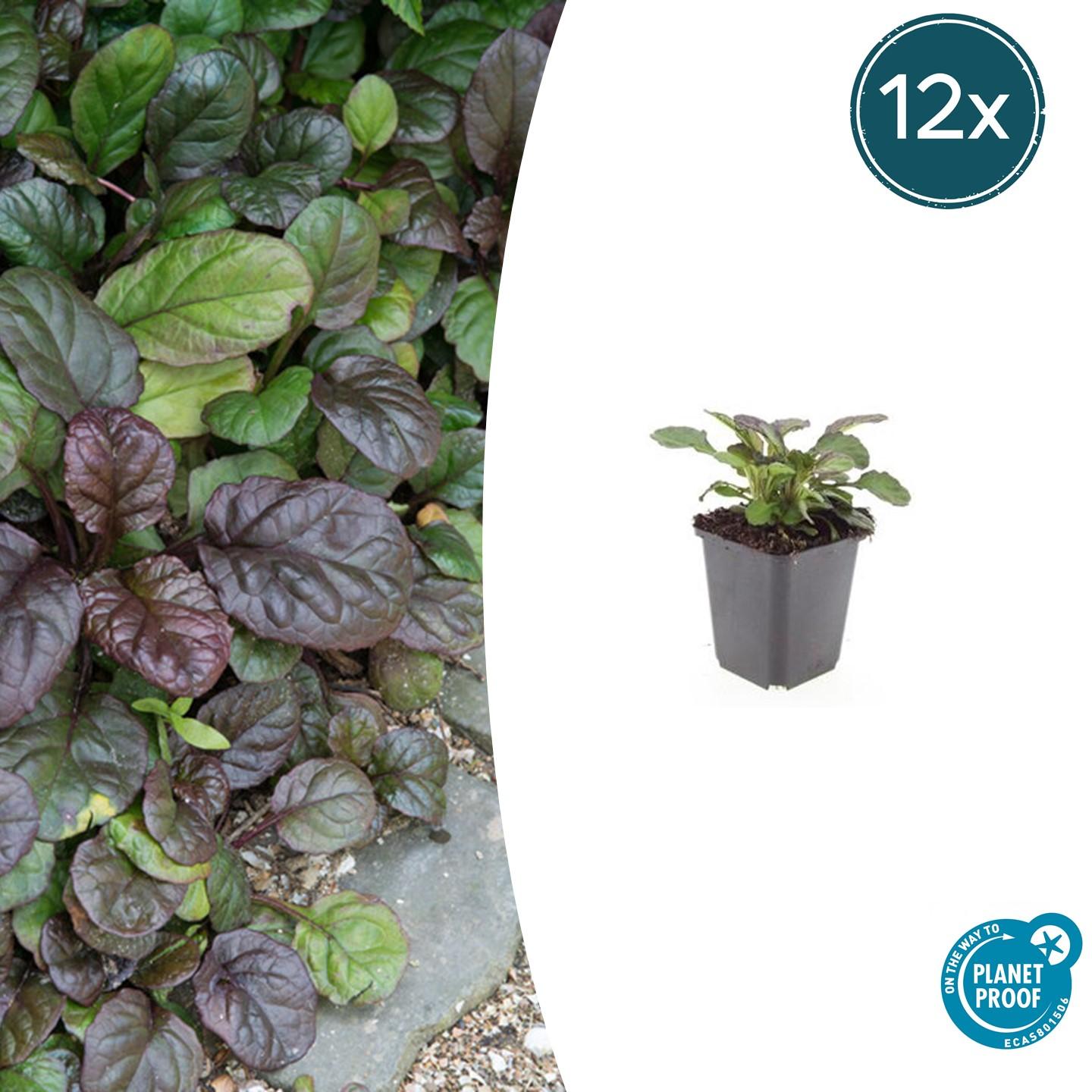 12x Ajuga reptans 'Catlin's Giant' - Pflanzfix24