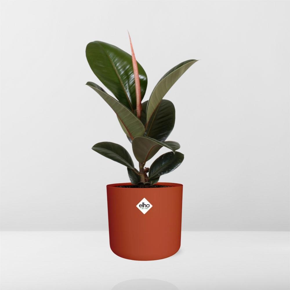 Ficus Elastica ‘Robusta’ in ELHO b.for soft rond 14cm brique - Pflanzfix24