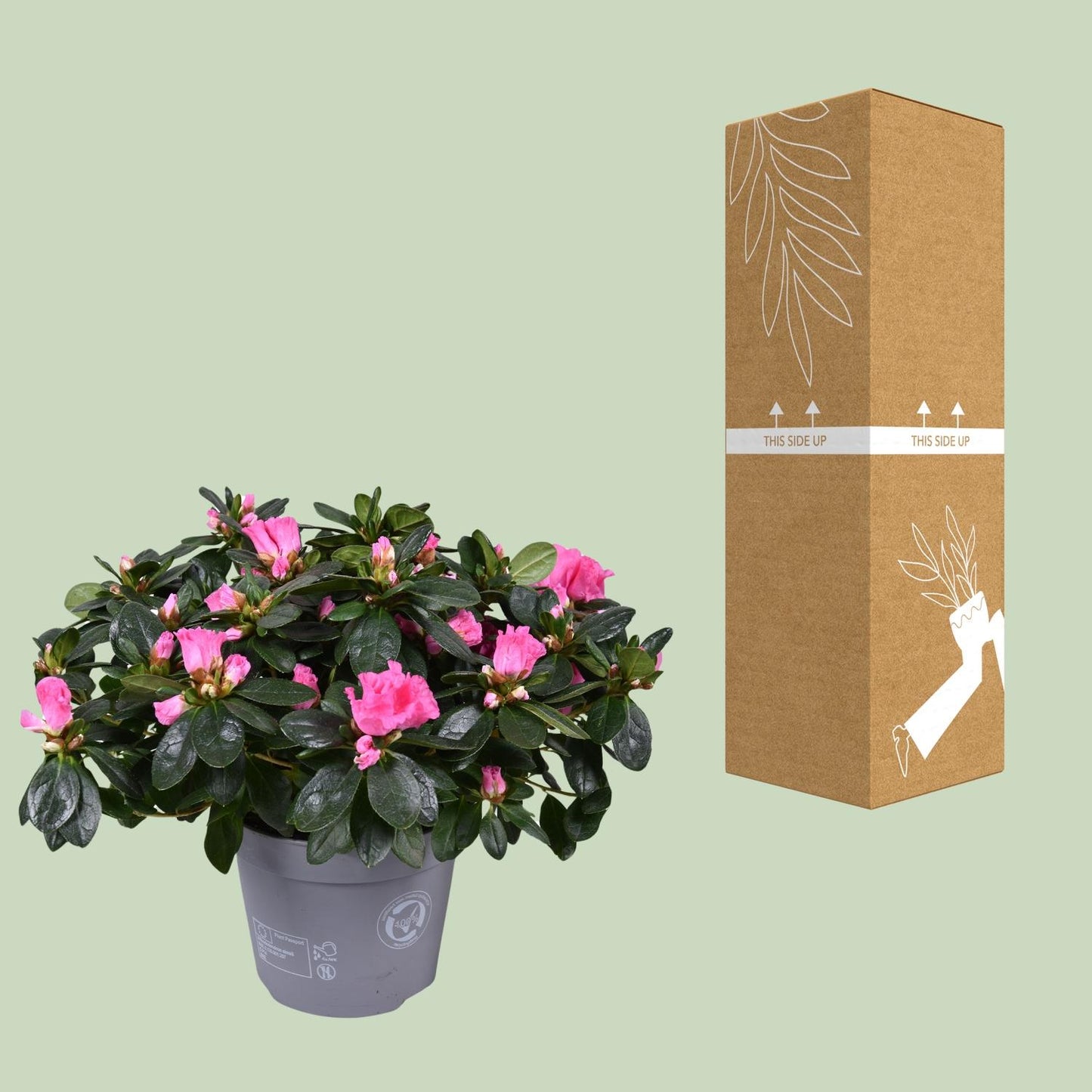 Azalea Rose Vogel - Ø14cm - ↕30cm - Pflanzfix24