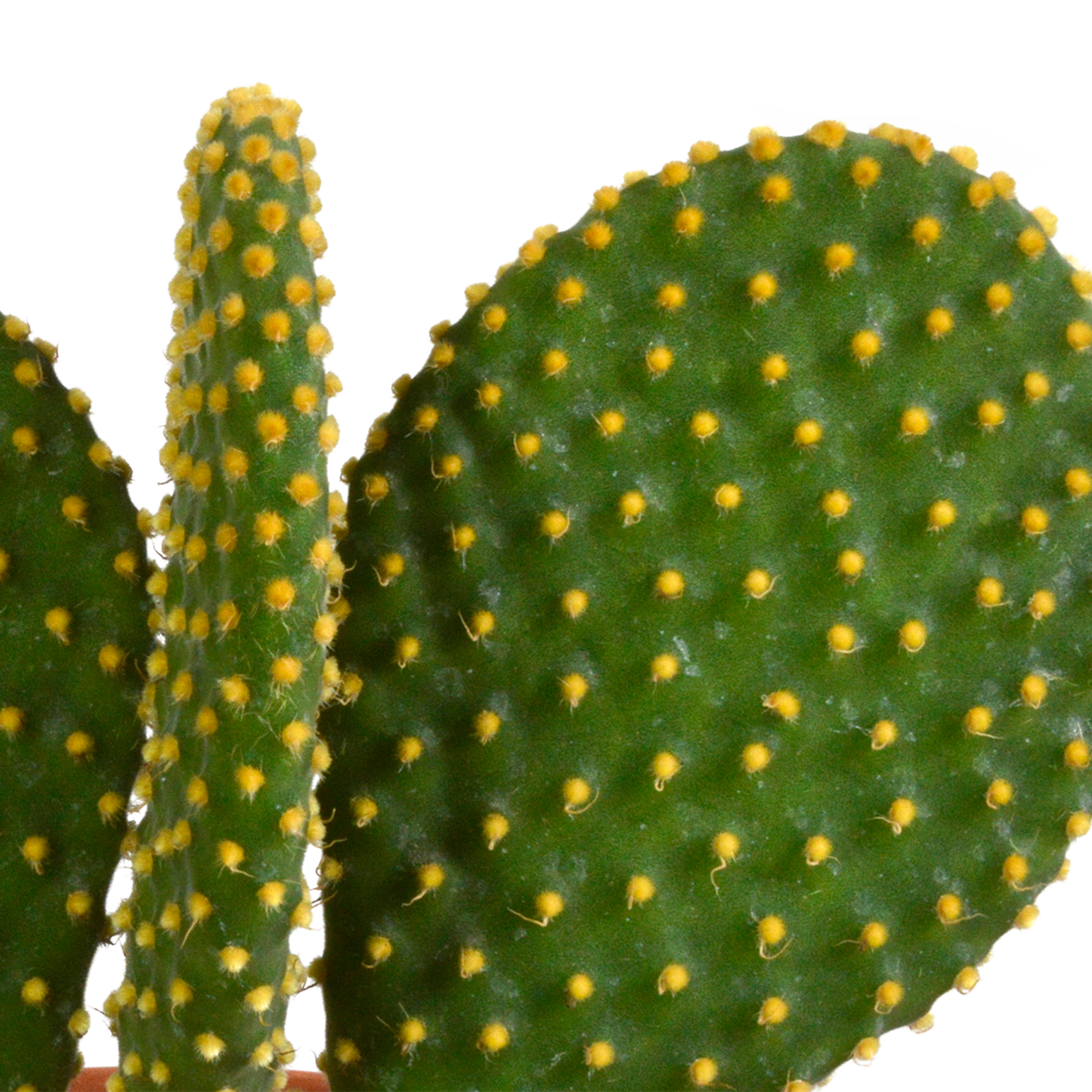 Kakteenmischung 10,5 cm - 3x - 12cm zonder pot - Pflanzfix24.de - Pflanzfix24.de