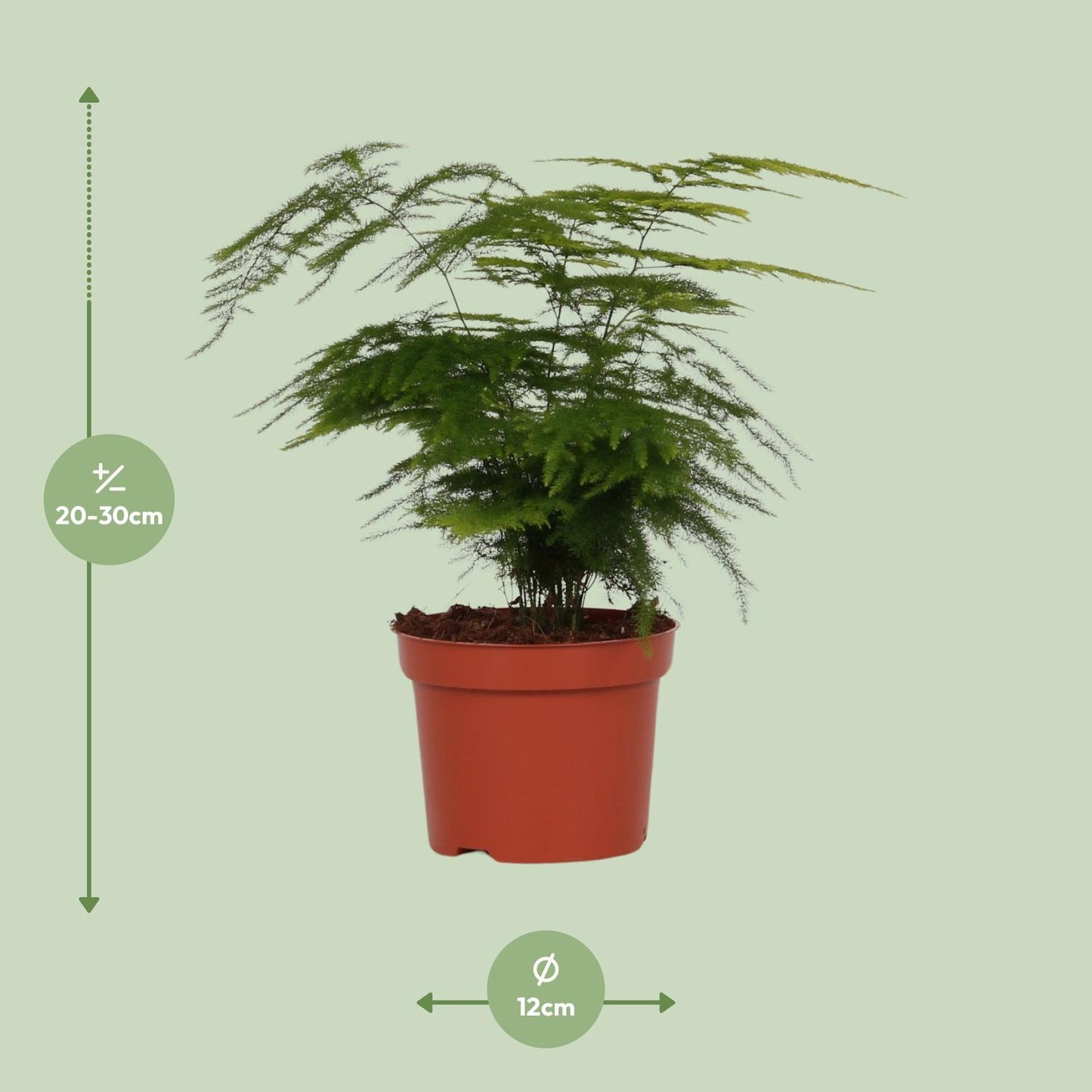 Asparagus Setaceus 'Plumosus' - Ø12cm - ↕35cm - Pflanzfix24.de - Pflanzfix24.de