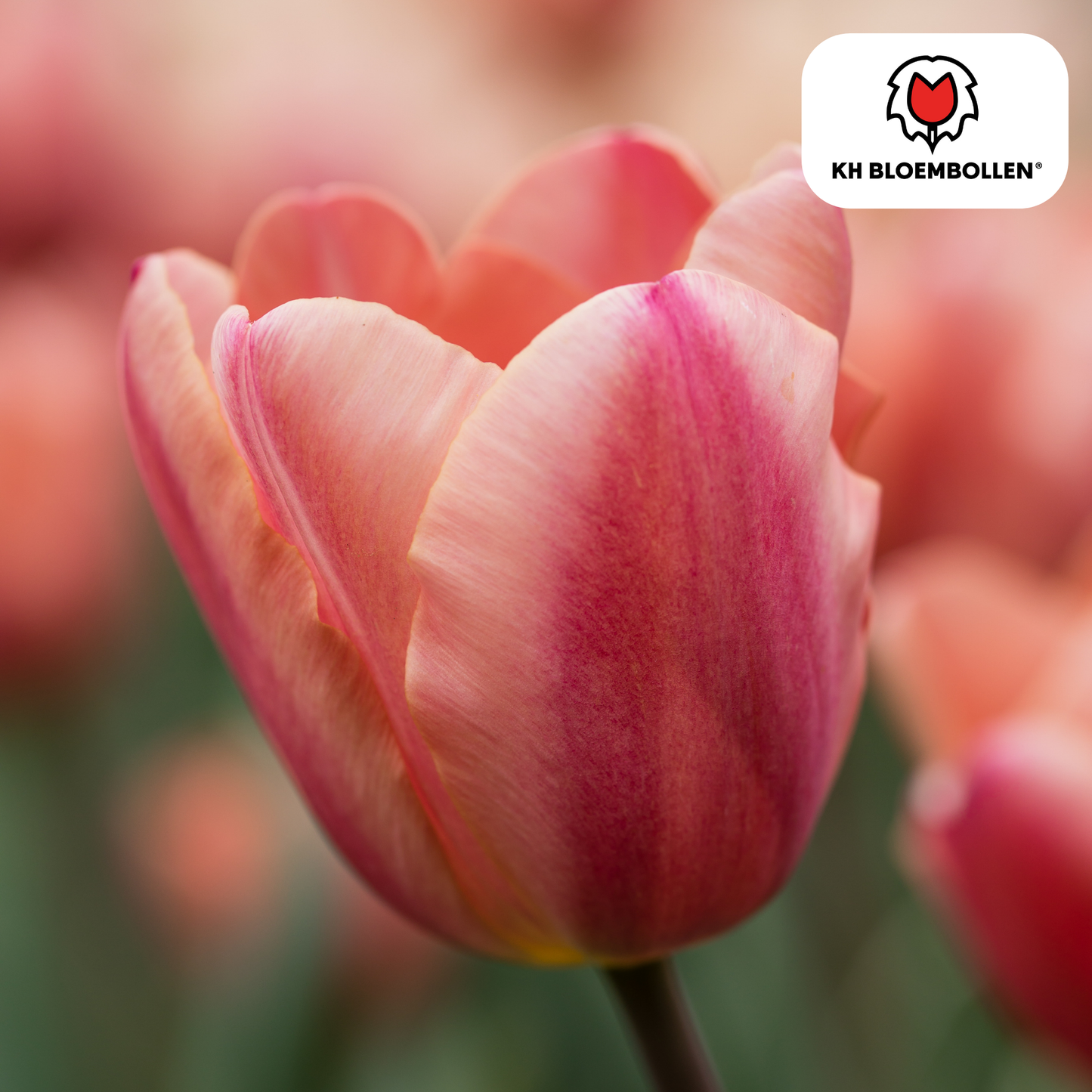 Apricot Foxx Tulpenbollen – 20 Stuks | KH Bloembollen® | Zalmroze Tulp - Pflanzfix24