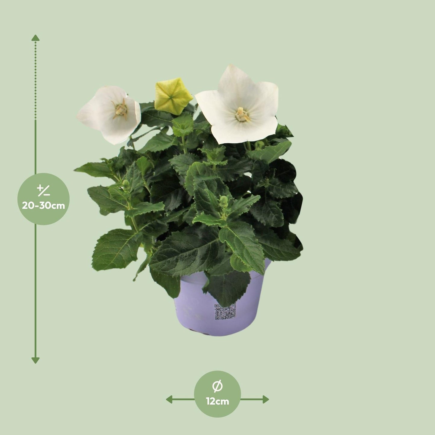 Platycodon White 12cm Ballonblume – pflanzfix24