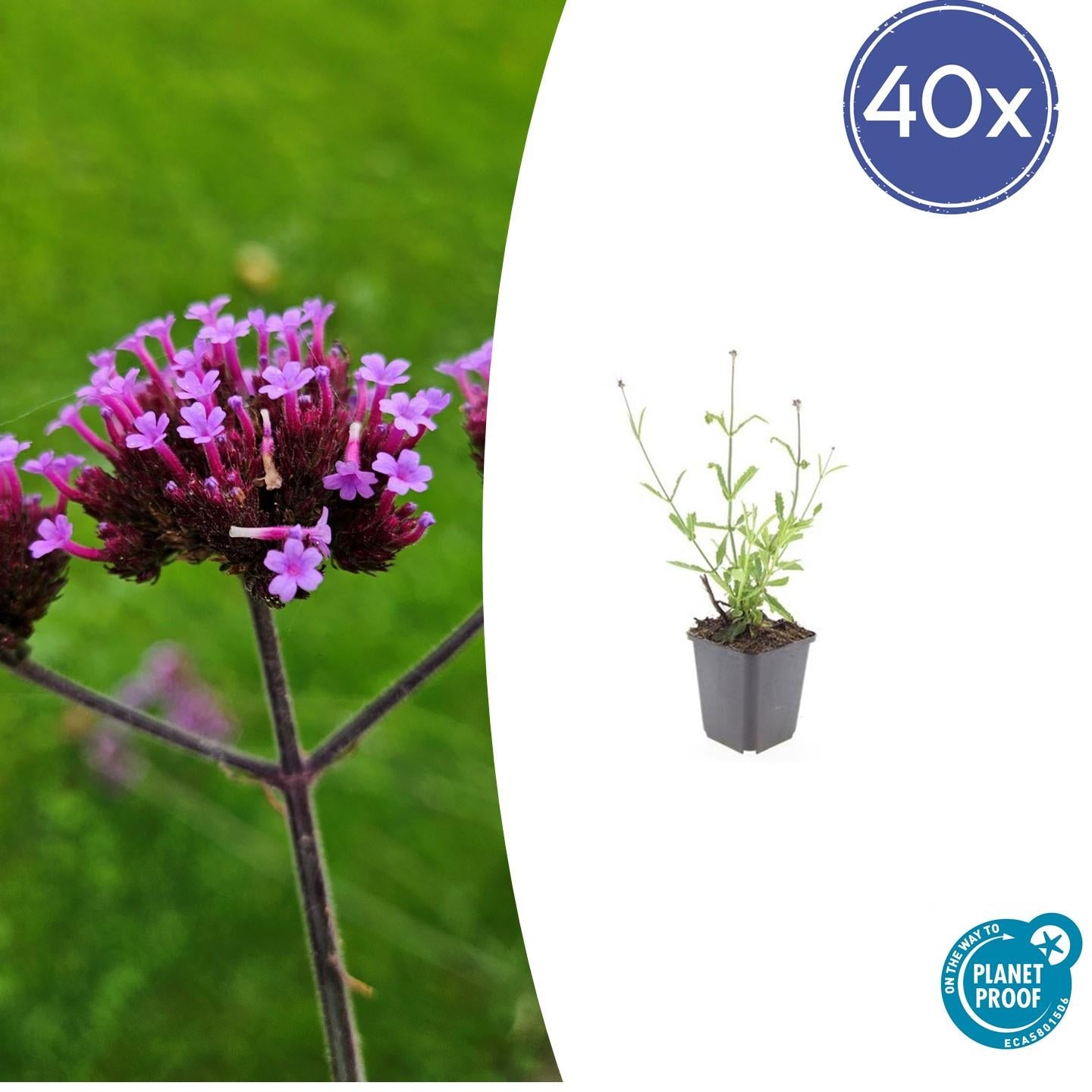 40x Verbena bon. 'Lollipop' - Pflanzfix24.de - Pflanzfix24.de