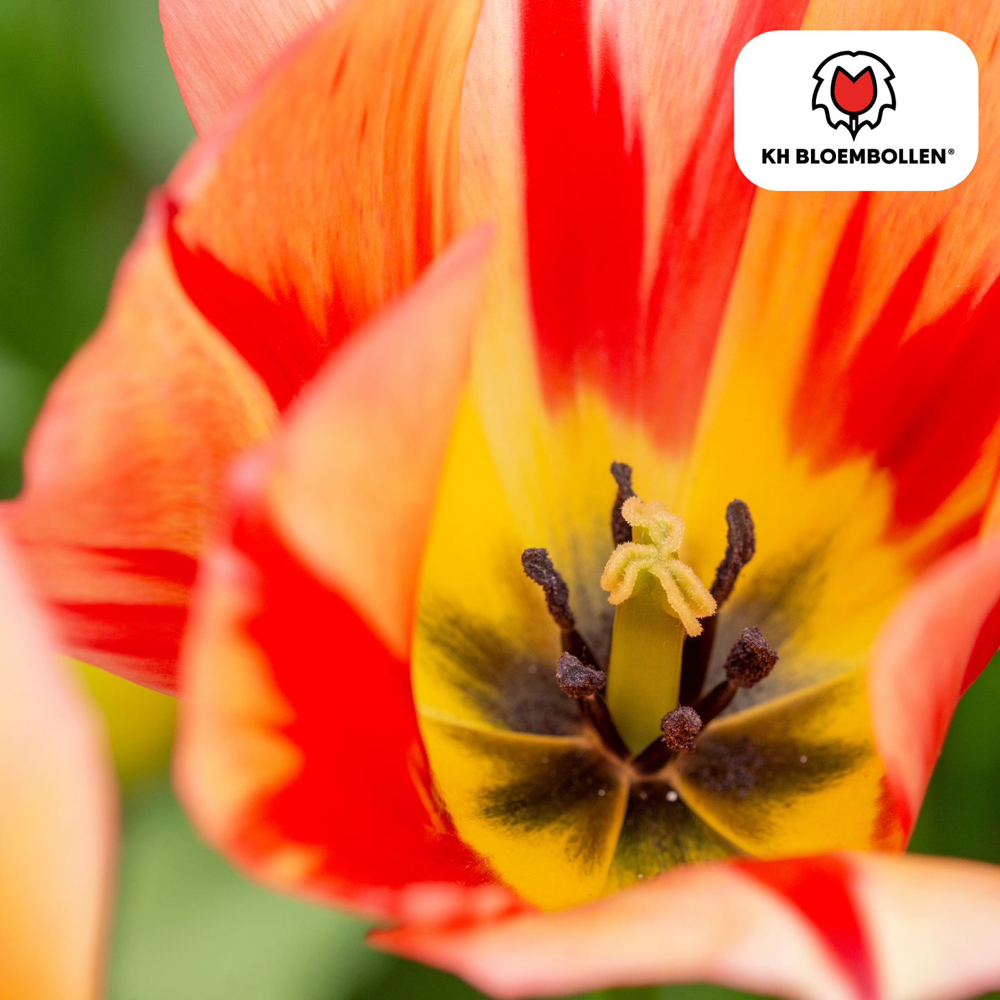 Tulpenbollen Spring Break – 20 Stuks | KH Bloembollen® | Rood-Oranje Tulp - Pflanzfix24