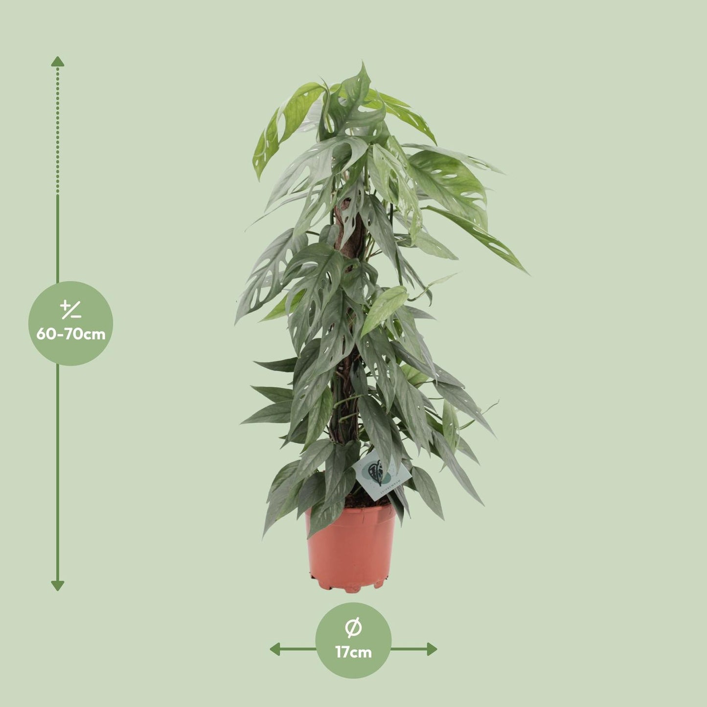 Epipremnum Pinnatum Cebu Blue - Ø17cm - ↕65cm - Pflanzfix24.de - Pflanzfix24.de