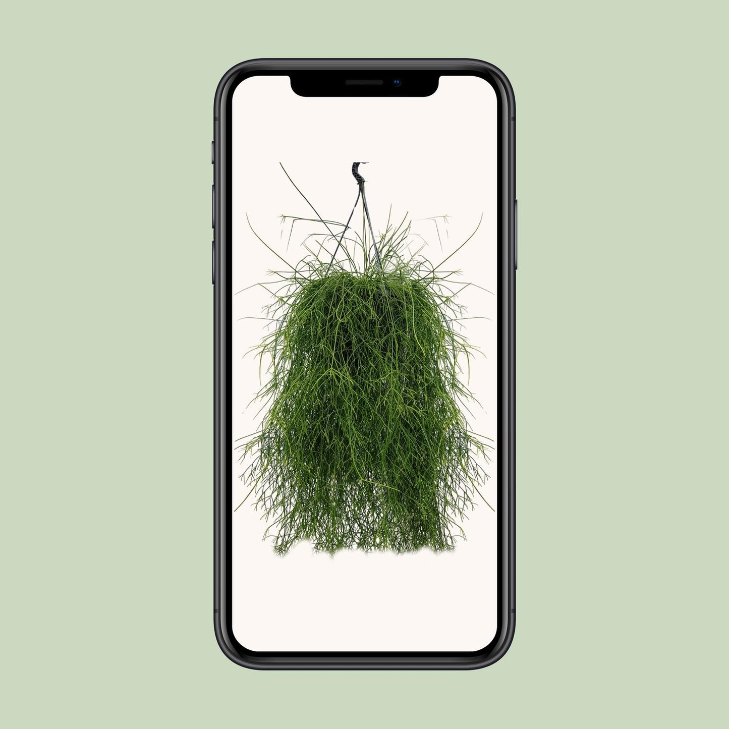 Rhipsalis Cassutha 25cm - Ø25cm - ↕60cm - Pflanzfix24