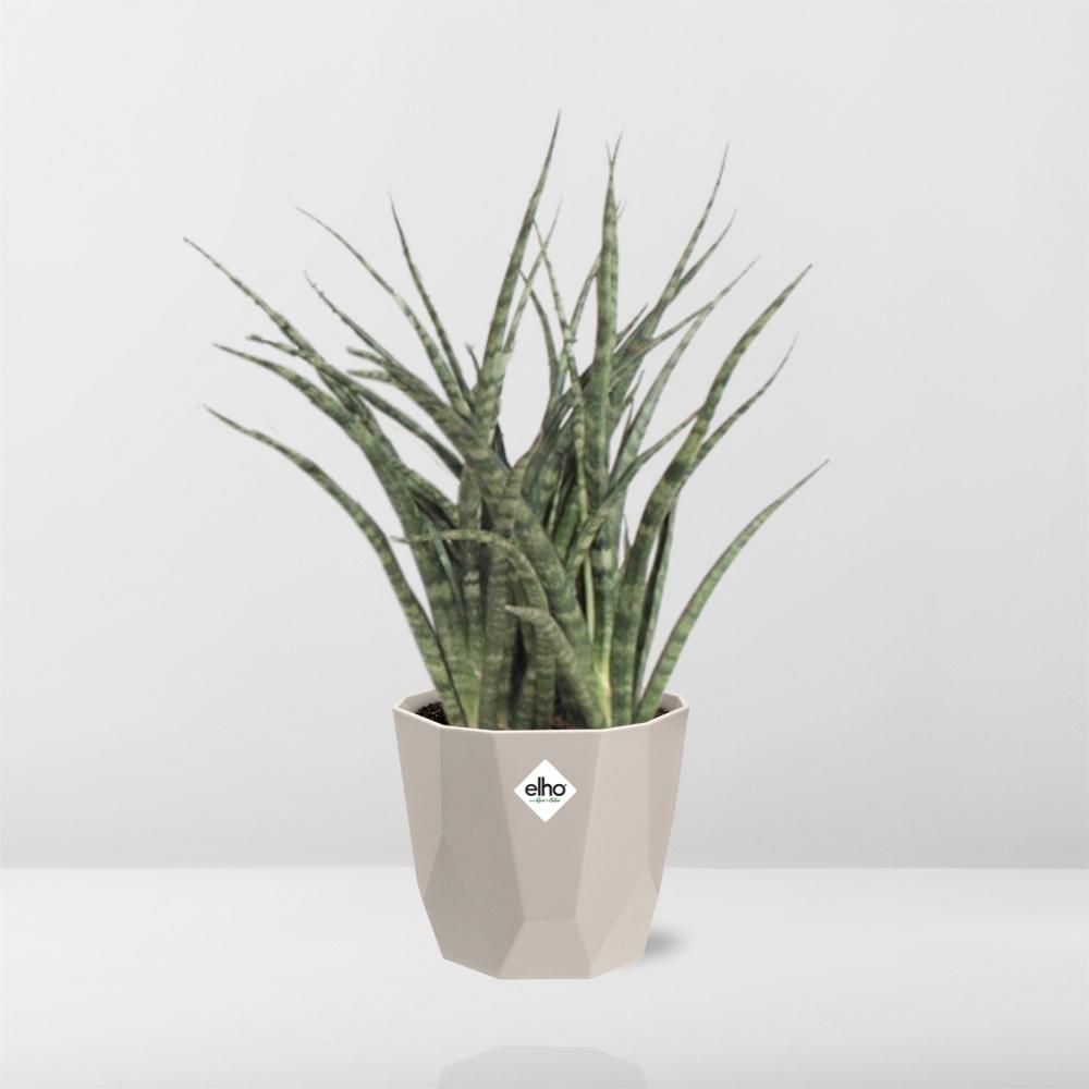 Sansevieria Fernwood Punk in ELHO b.for rock 14 cm warm grey - Pflanzfix24