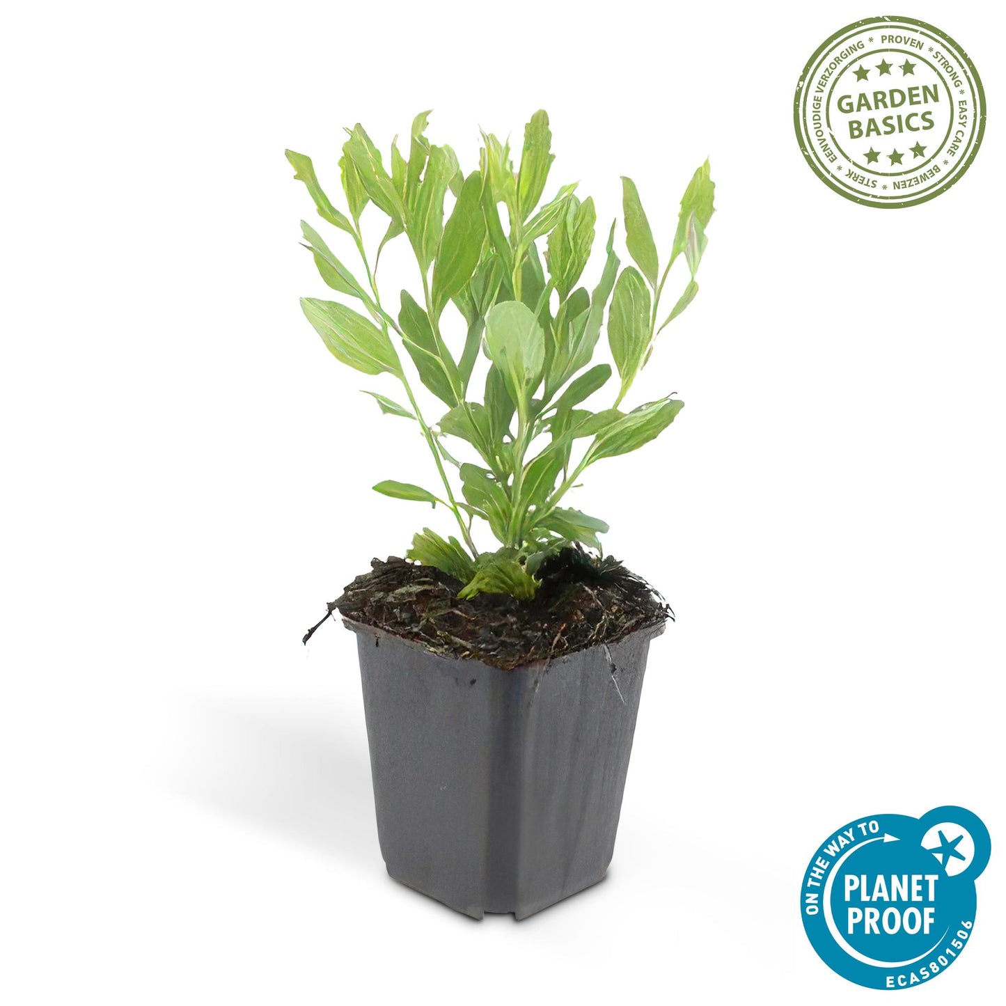 20x Aster ageratoides 'Ashvi' weiß Ø9cm Stauden – Pflanzfix24.de - Pflanzfix24.de
