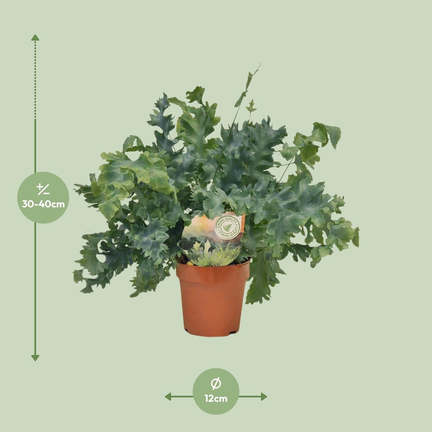 Phlebodium Davana 35cm Ø12cm – Goldener Brauner Wurmfarn | Pflanzfix24.de - Pflanzfix24.de