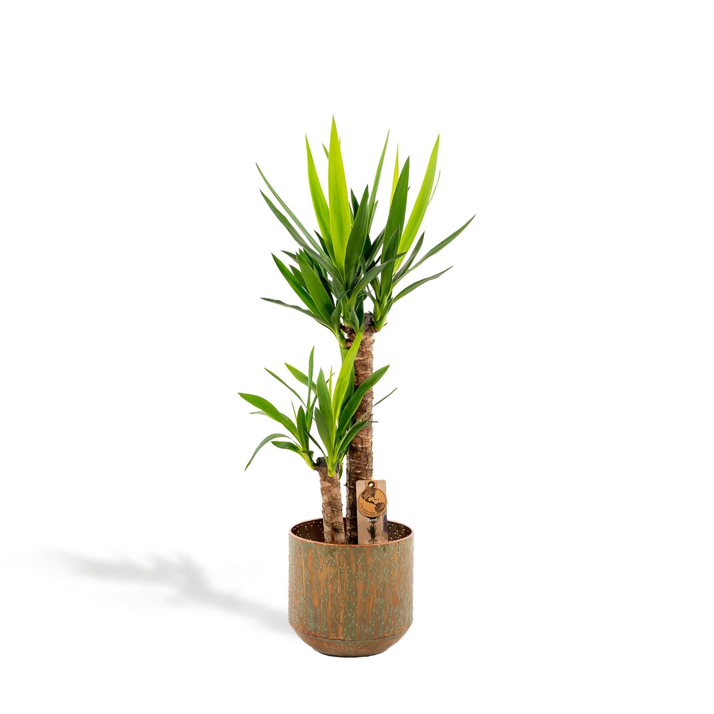 Yucca mit Topf - ↨100cm - Ø21cm von Pflanzfix24
